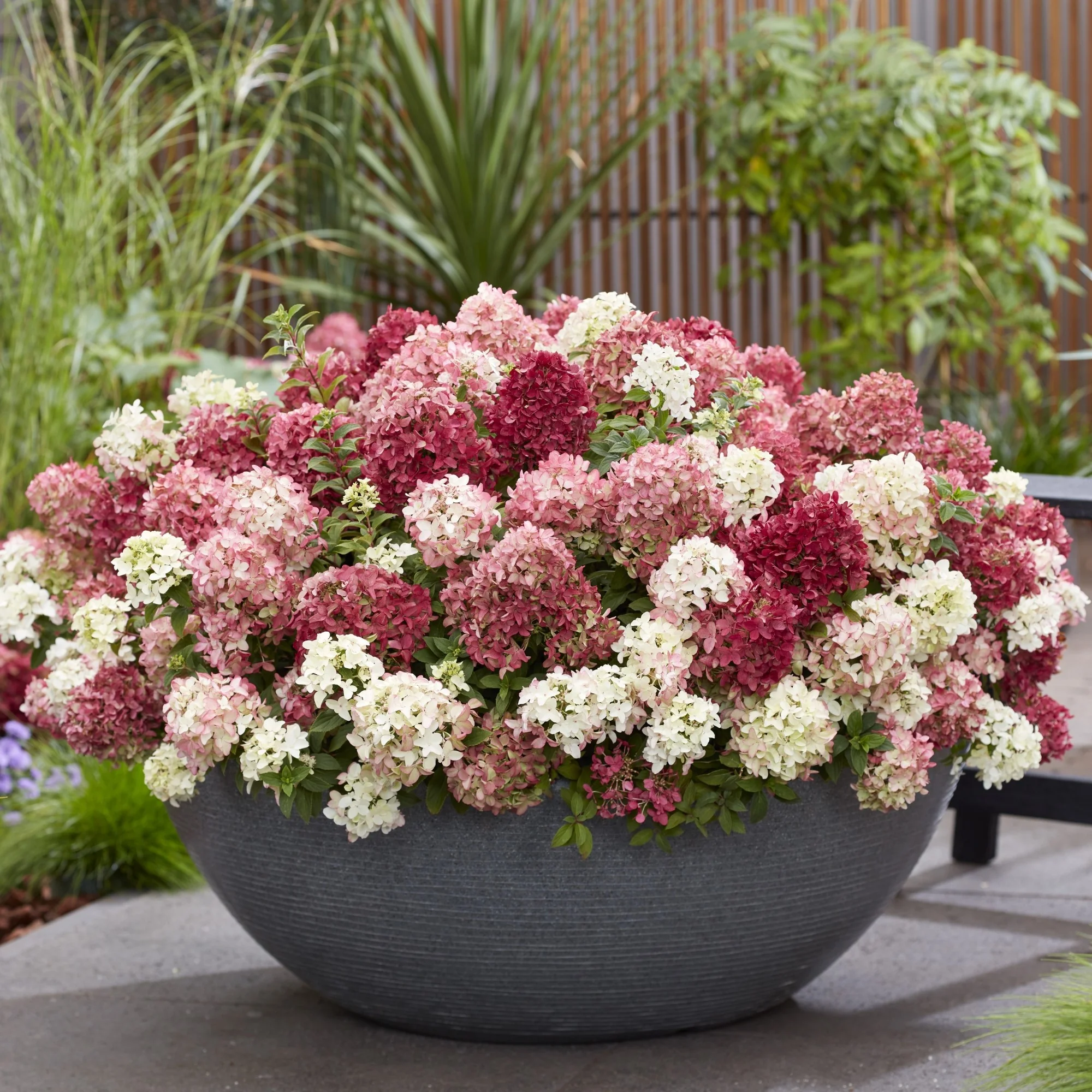 Rispenhortensie 'Groundbreaker®' Ruby™ - Image 7