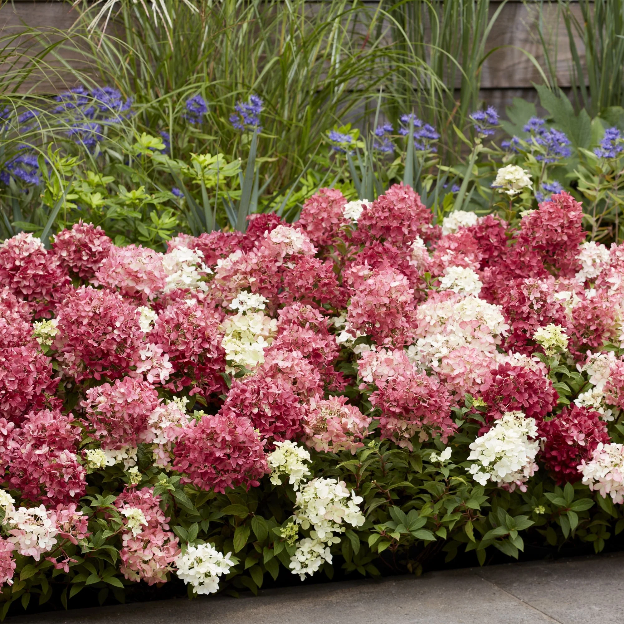 Rispenhortensie 'Groundbreaker®' Ruby™ - Image 8