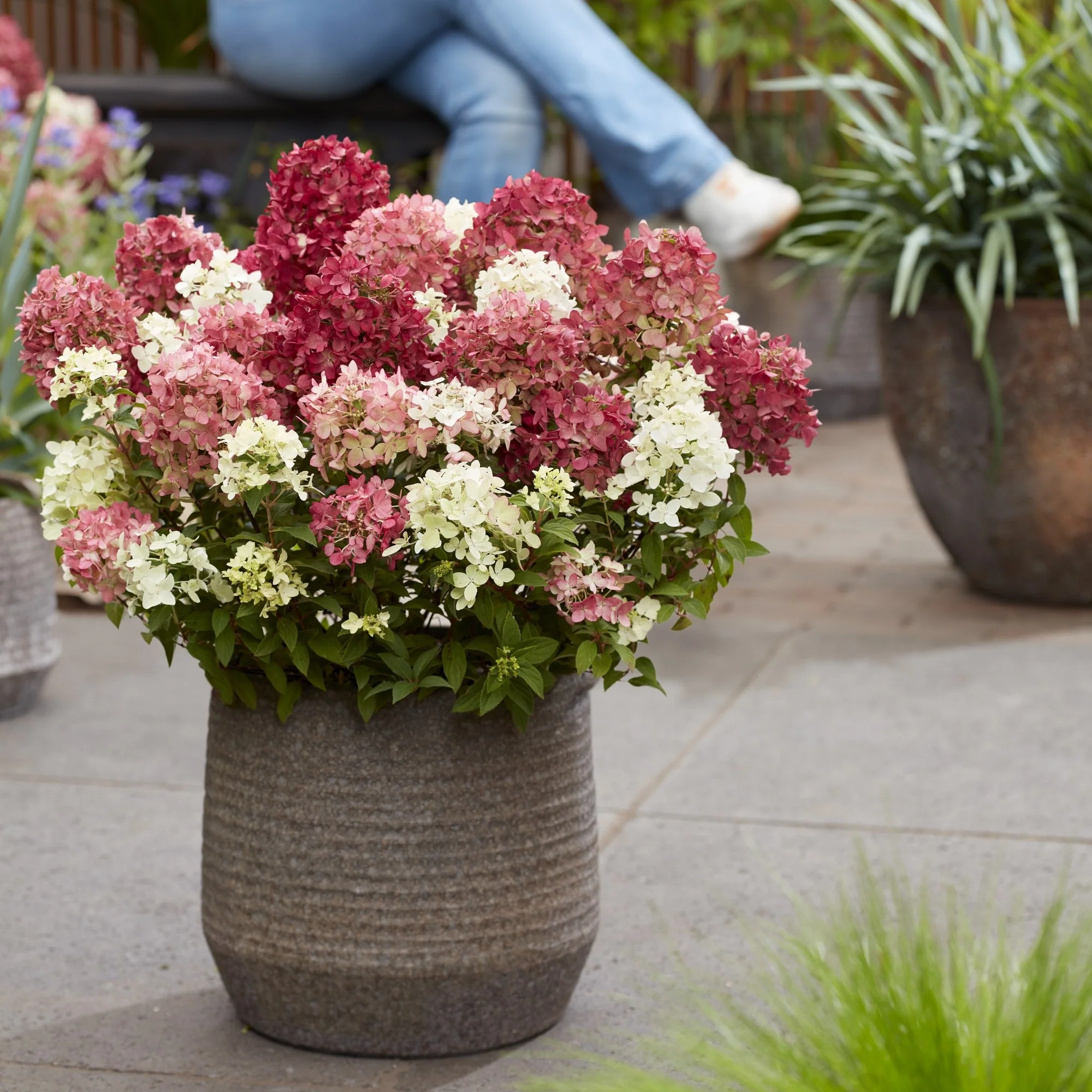 Rispenhortensie 'Groundbreaker®' Ruby™ - Image 9