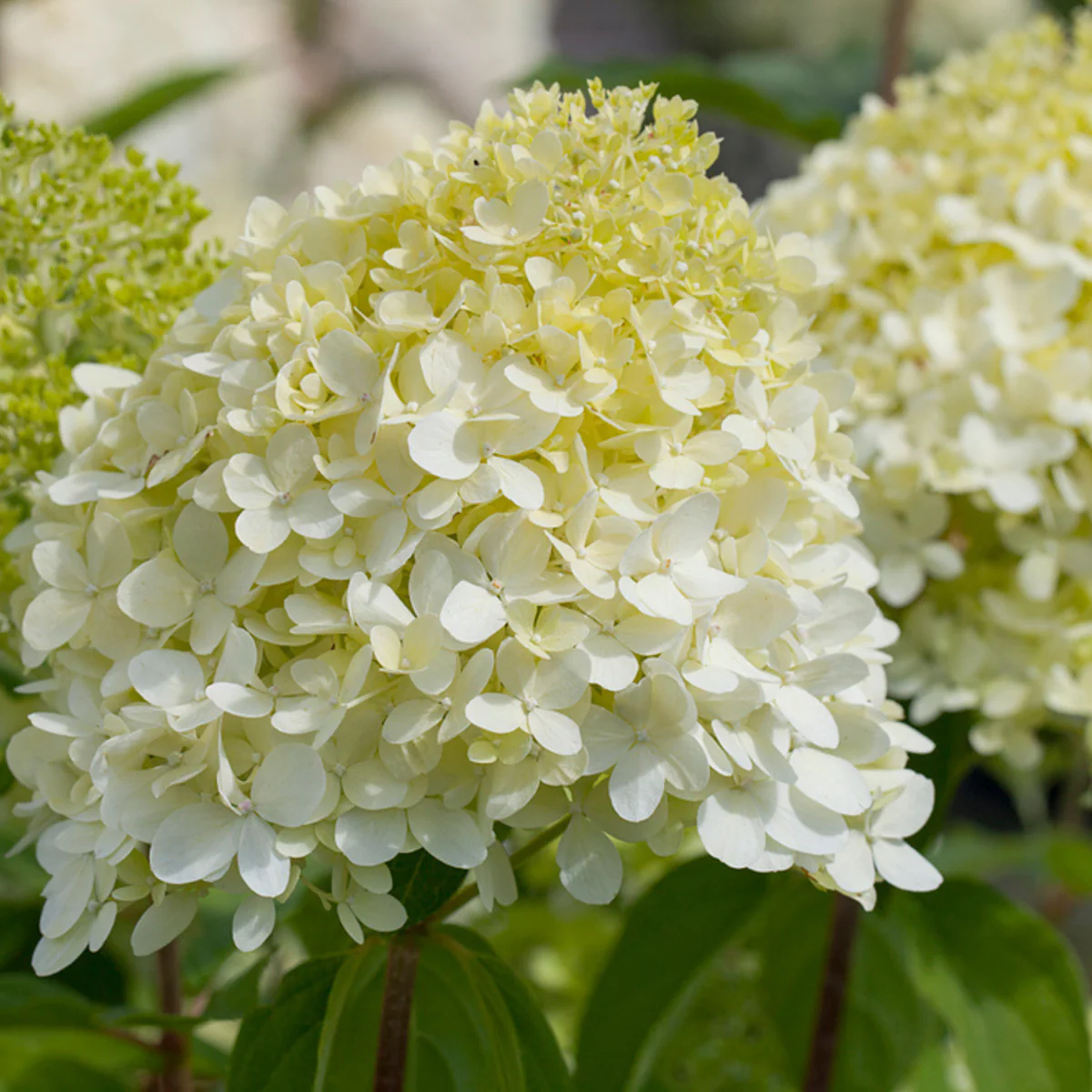 Rispenhortensie 'Limelight®' - Image 2