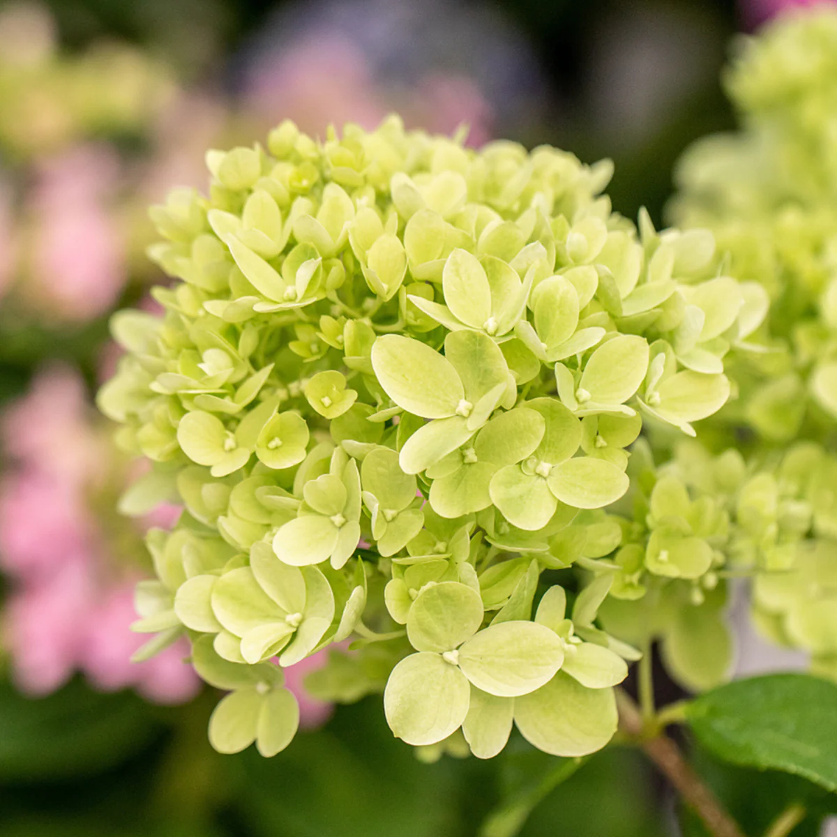 Rispenhortensie 'Little Lime®' - Image 2