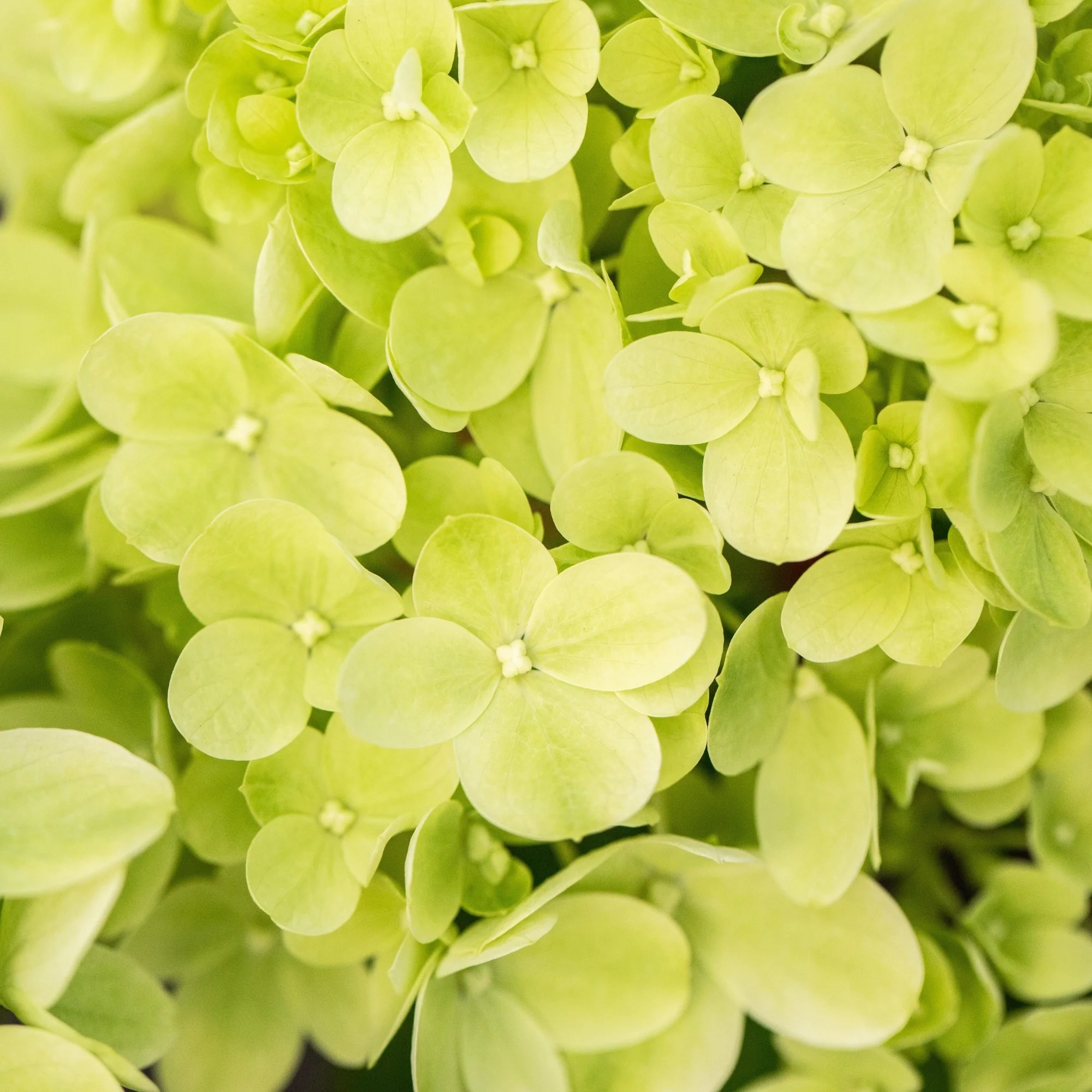 Rispenhortensie 'Mojito®'