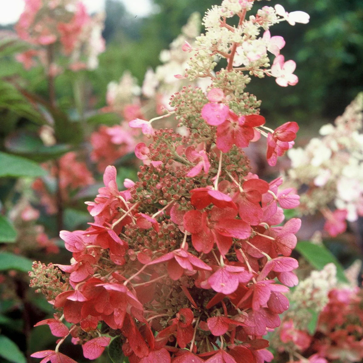 Rispenhortensie 'Pinky Winky®'