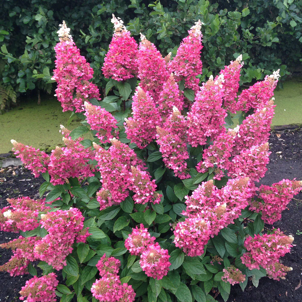 Rispenhortensie 'Pinky Winky®' - Image 4