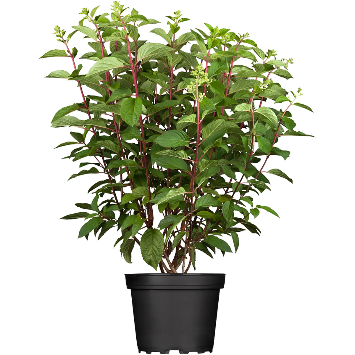 Rispenhortensie 'Pinky Winky®' - Image 6