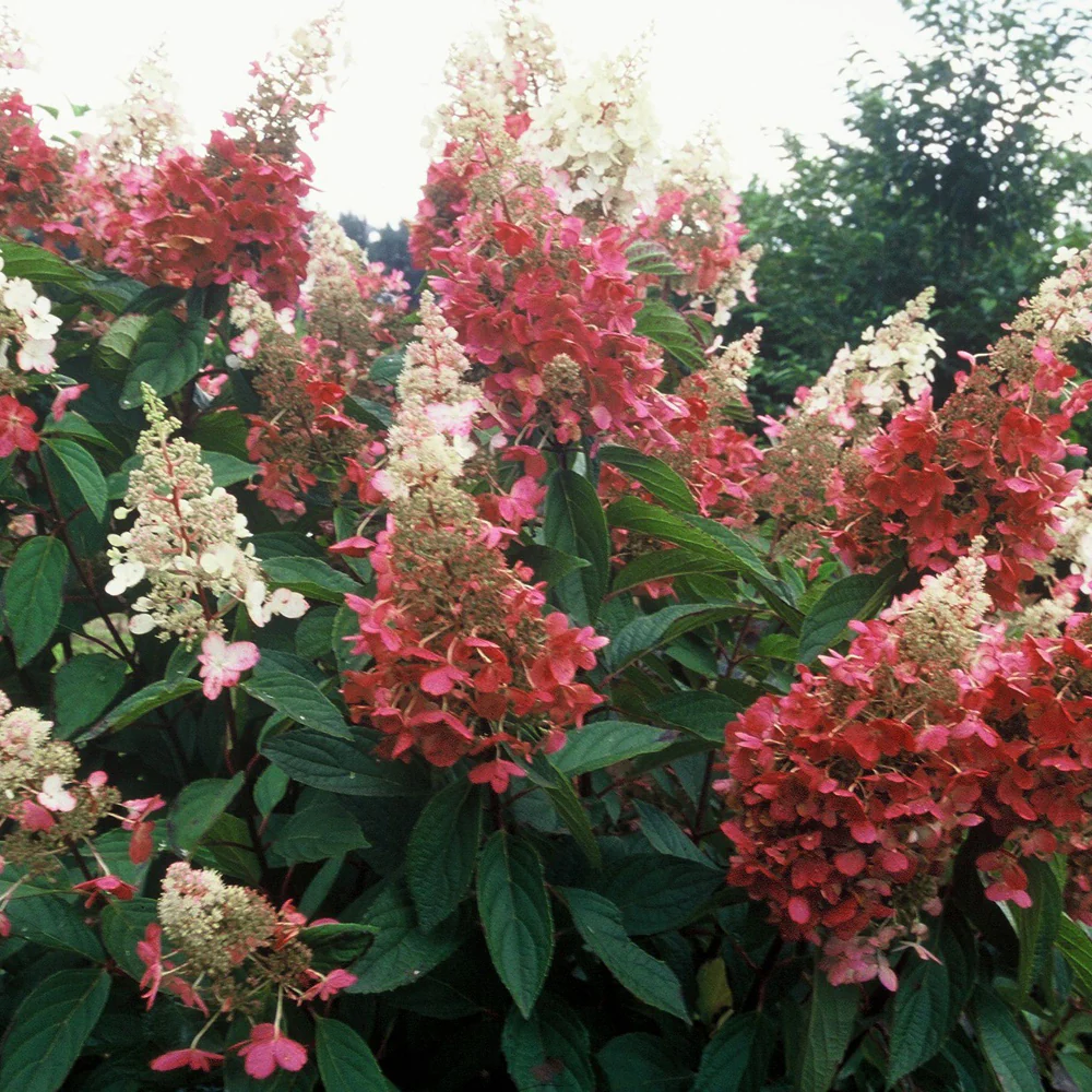 Rispenhortensie 'Pinky Winky®' - Image 7