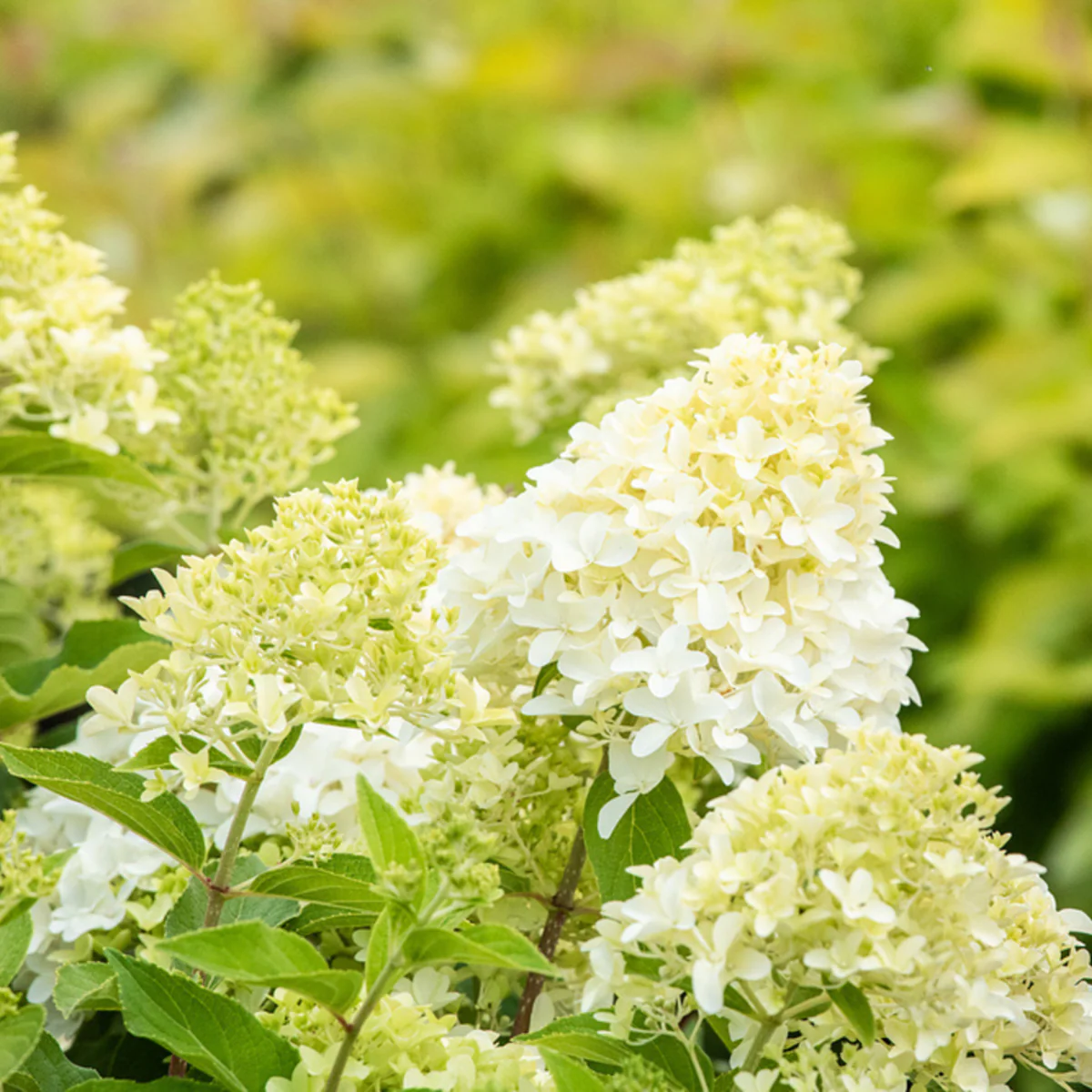 Rispenhortensie 'Skyfall®' - Image 2