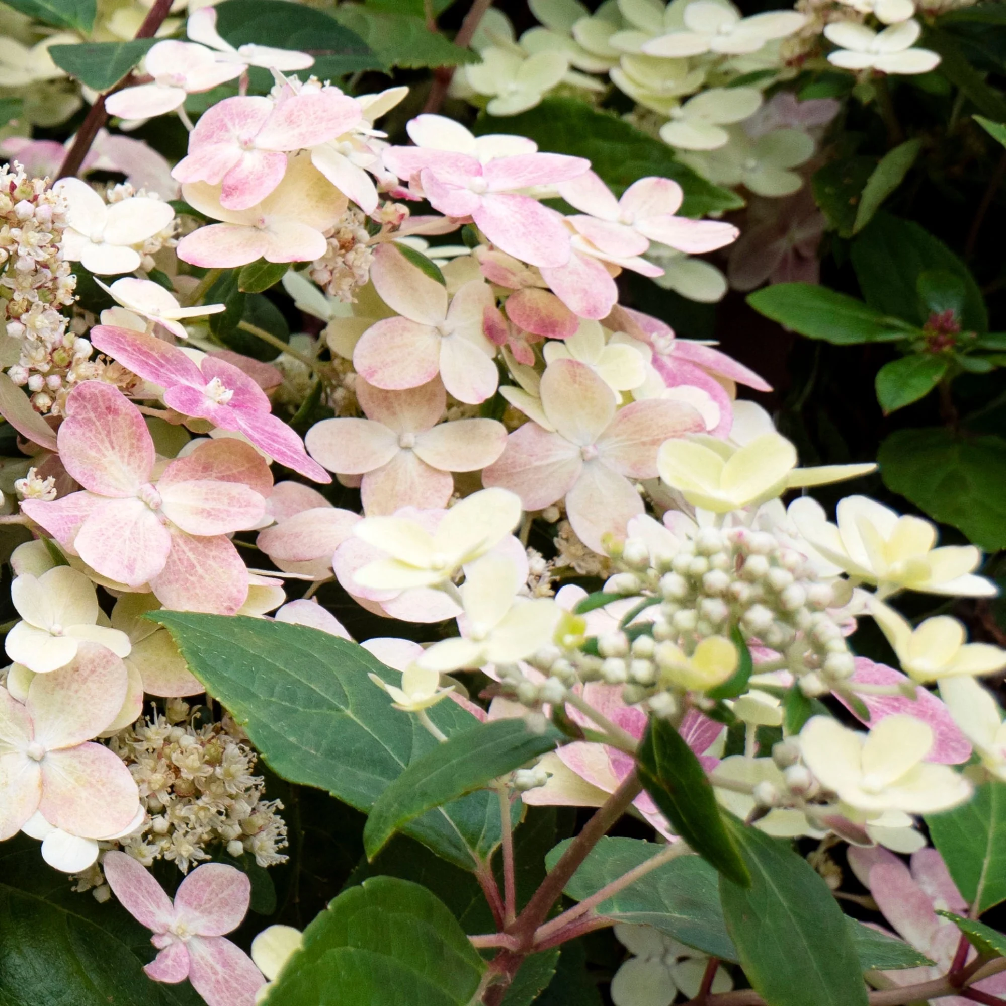 Rispenhortensie 'Switch® Ophelia' - Image 4
