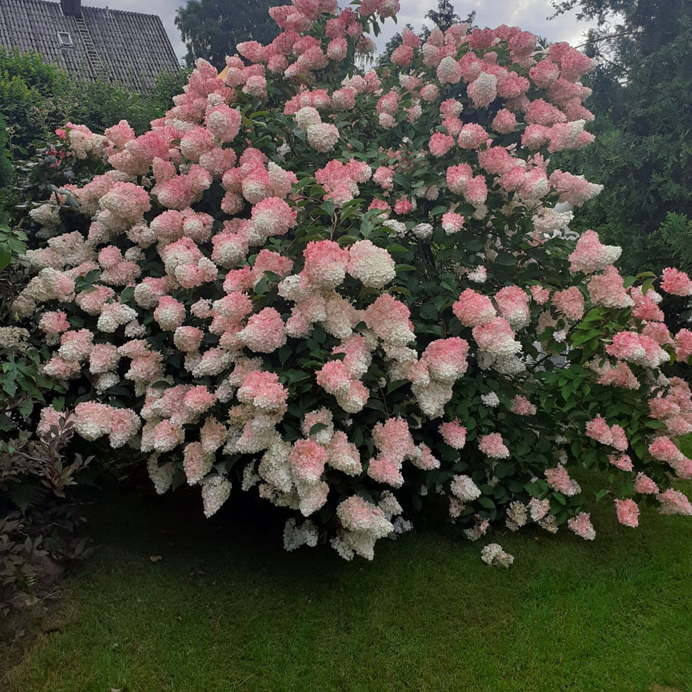 Rispenhortensie 'Vanille Fraise®' - Image 2