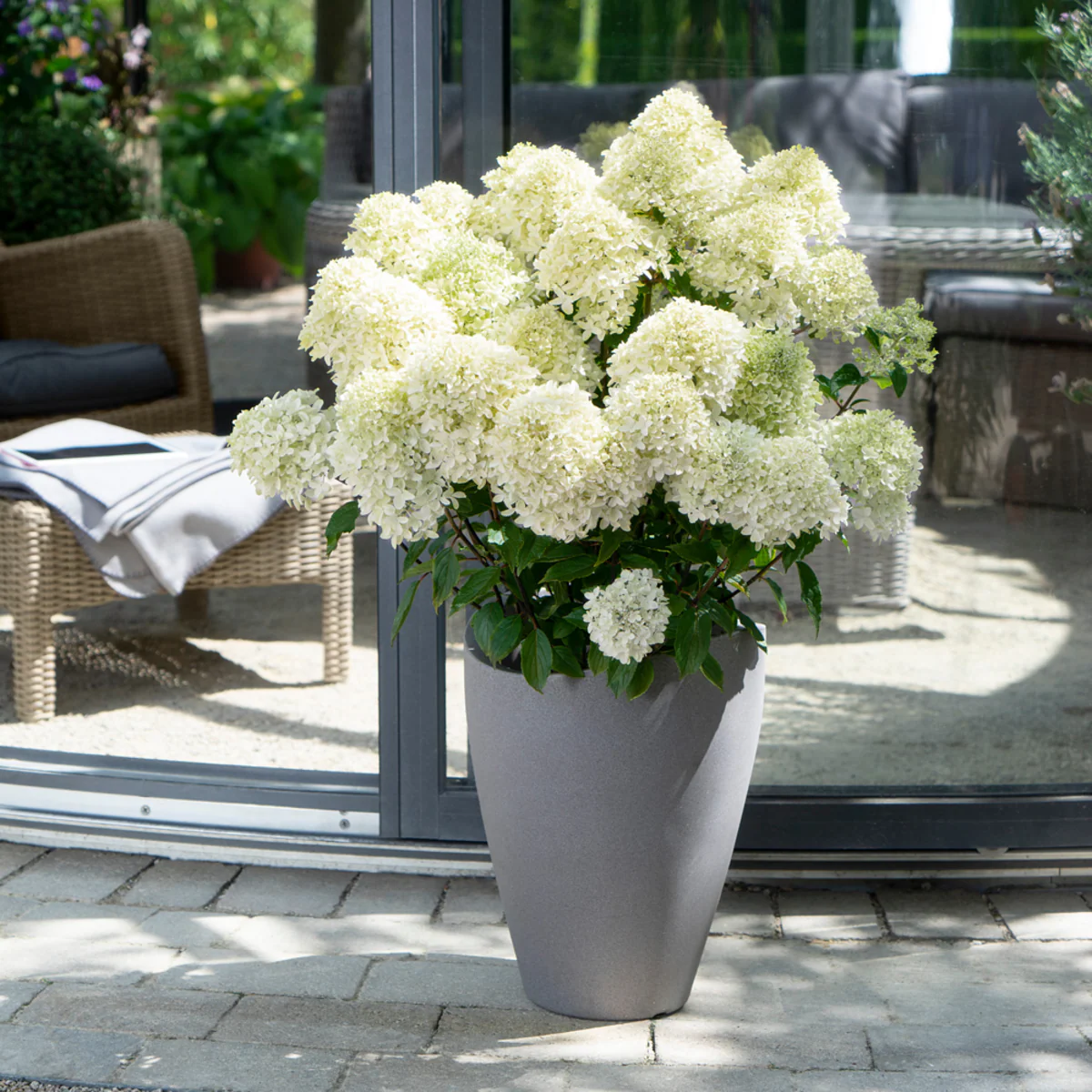 Rispenhortensie 'Whitelight®' - Image 2