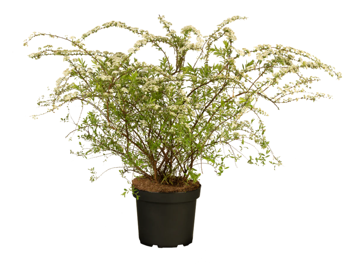 Rispenspiere 'Grefsheim' - Image 2