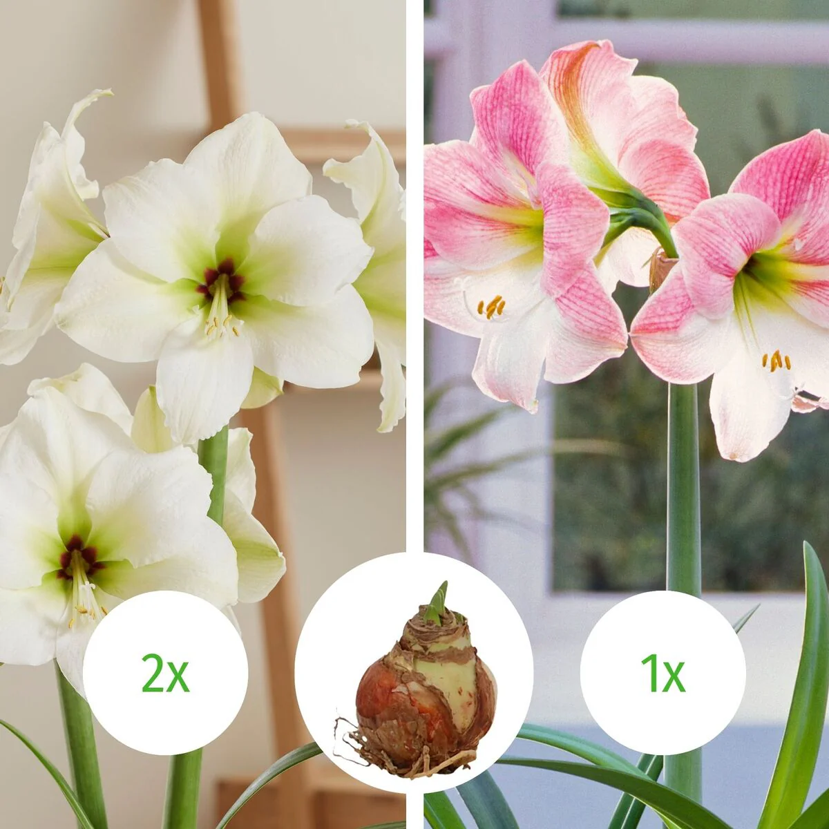 Rosa-Weißer Amaryllis-Mix ohne Wachs, 3 Zwiebeln