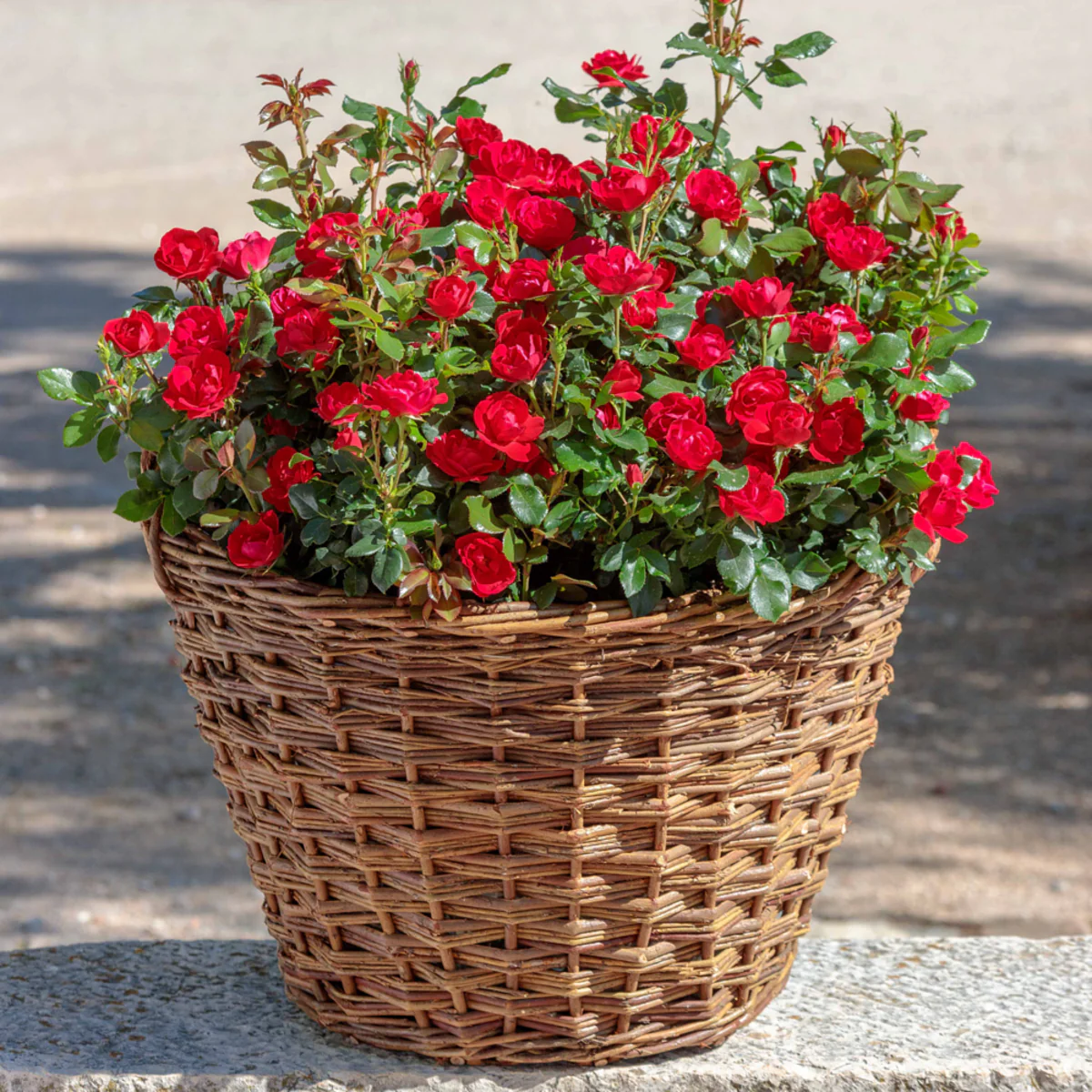 Rose 'Zepeti®' - Image 3