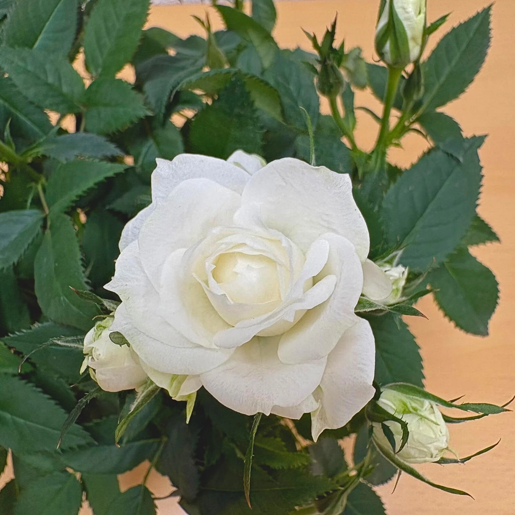 Rose zum Valentinstag im Übertopf - Image 2