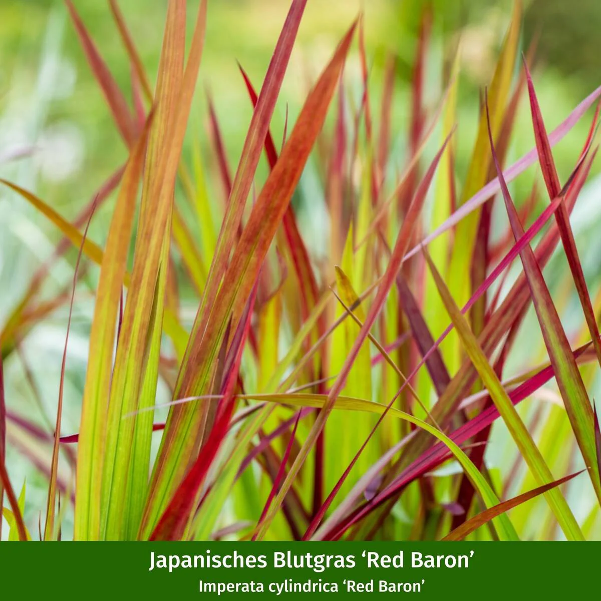 Rosenbeet "Blütenmärchen" - Image 6