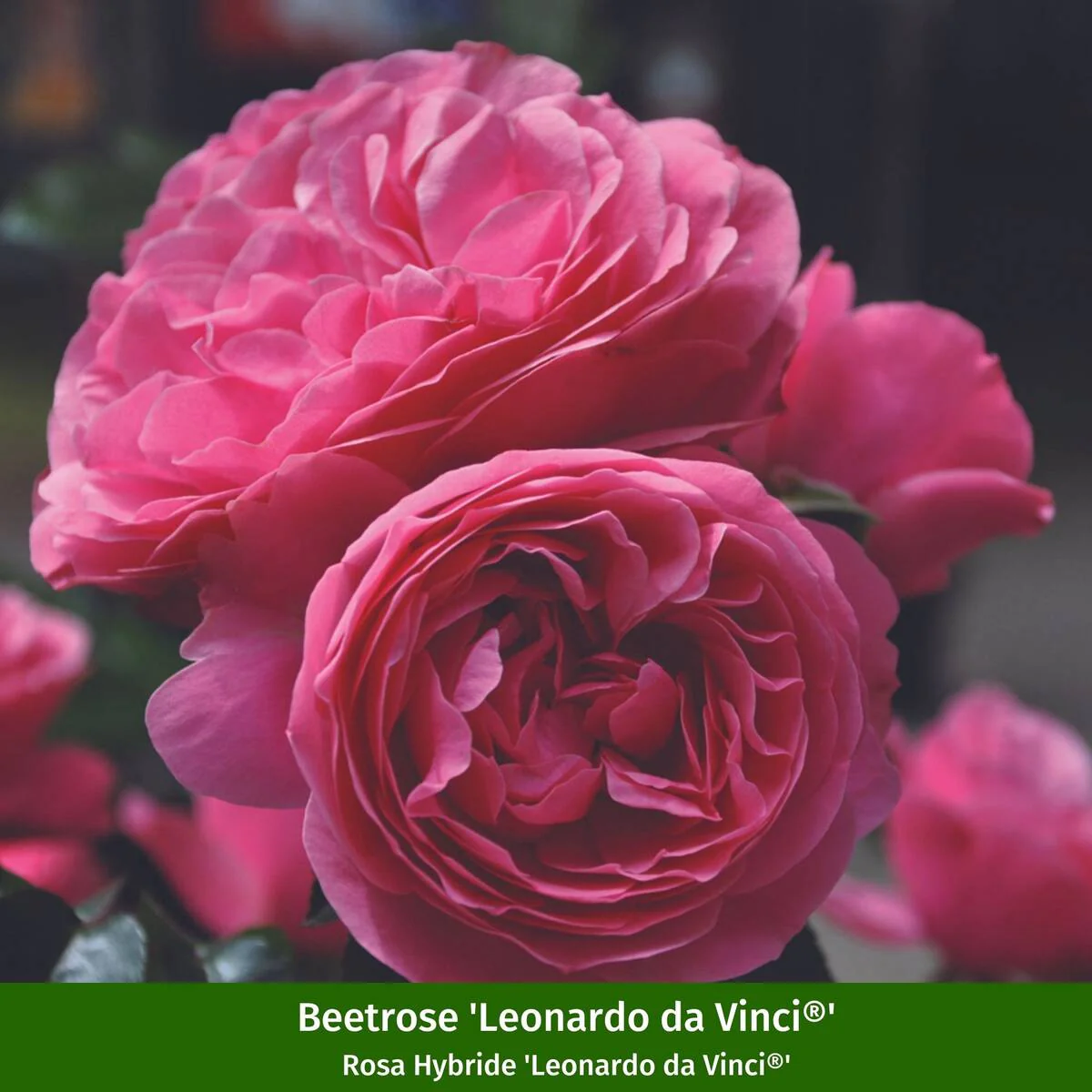 Rosenbeet "Leonardo's Blütenkunst" - Image 3