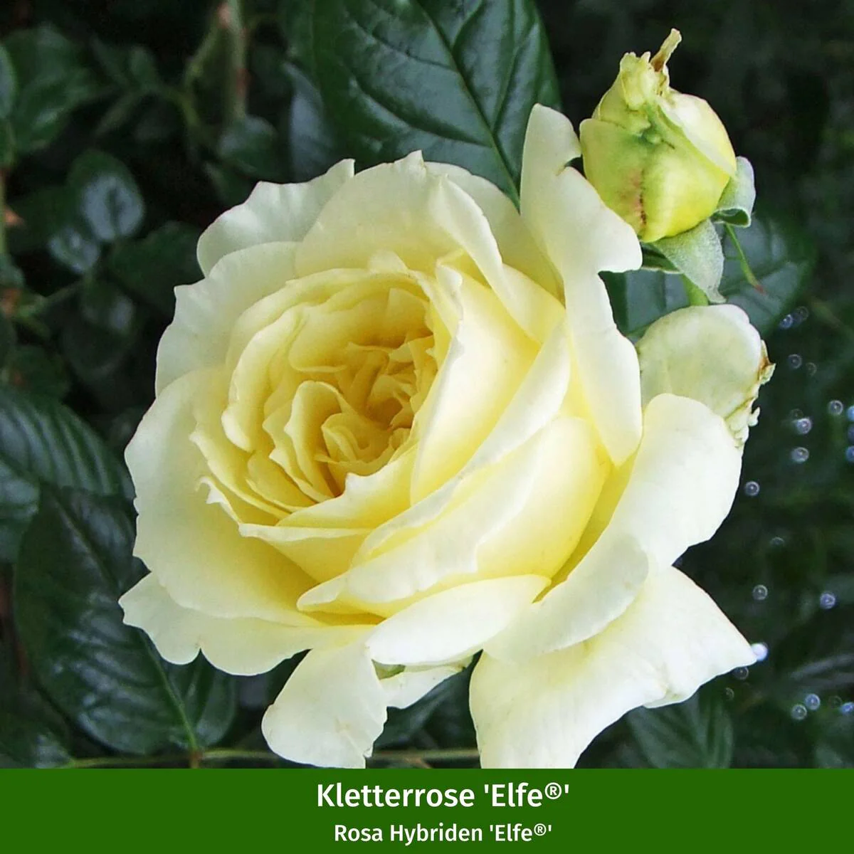 Rosenbeet "Romantischer Gartencharme" - Image 2
