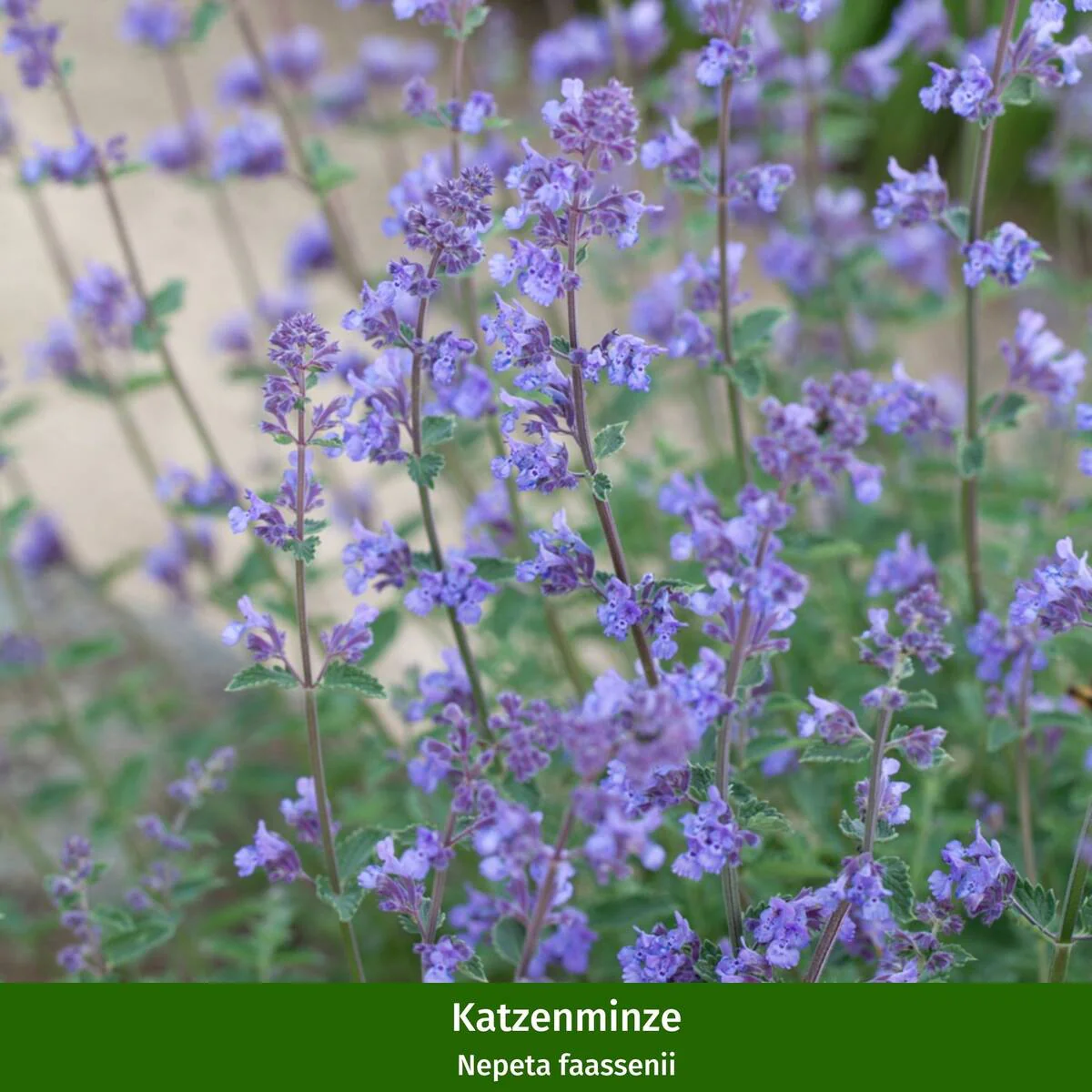 Rosenbeet "Romantischer Gartencharme" - Image 3