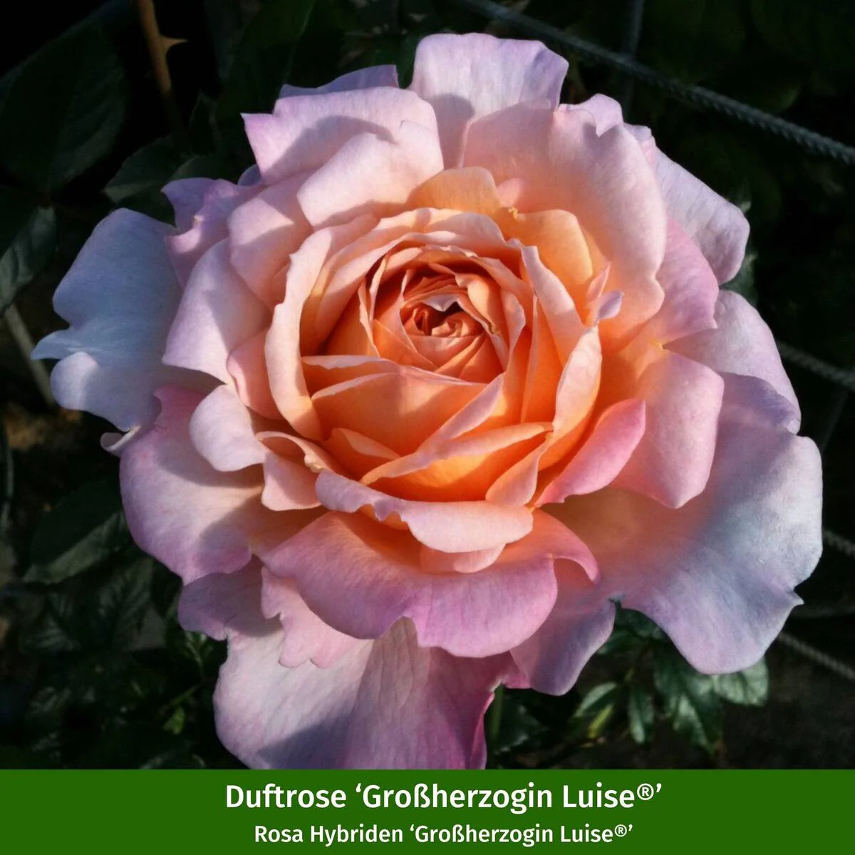 Rosenbeet "Rosige Blütenpoesie" - Image 2
