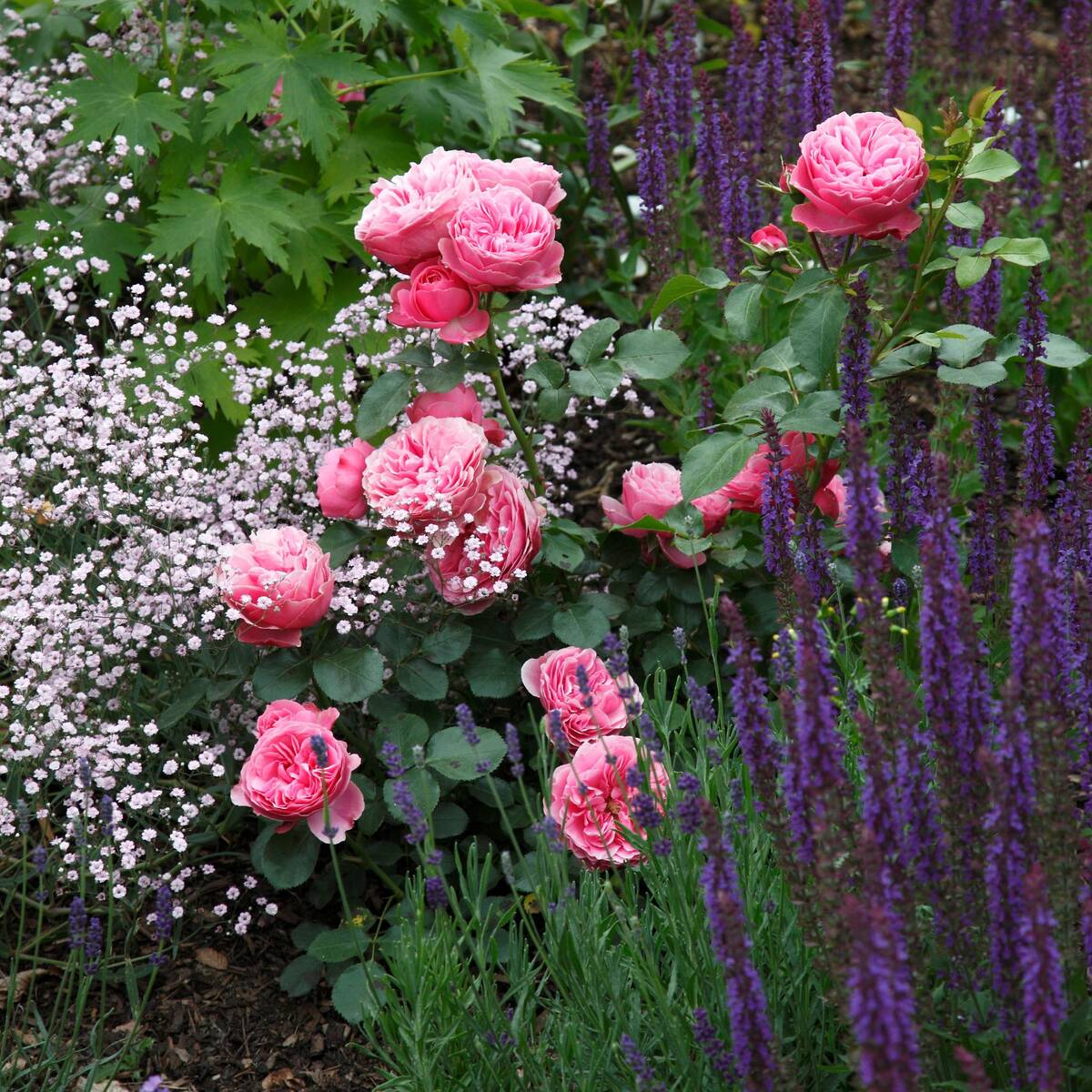 Rosenbeet "Rosige Liebhaberei"