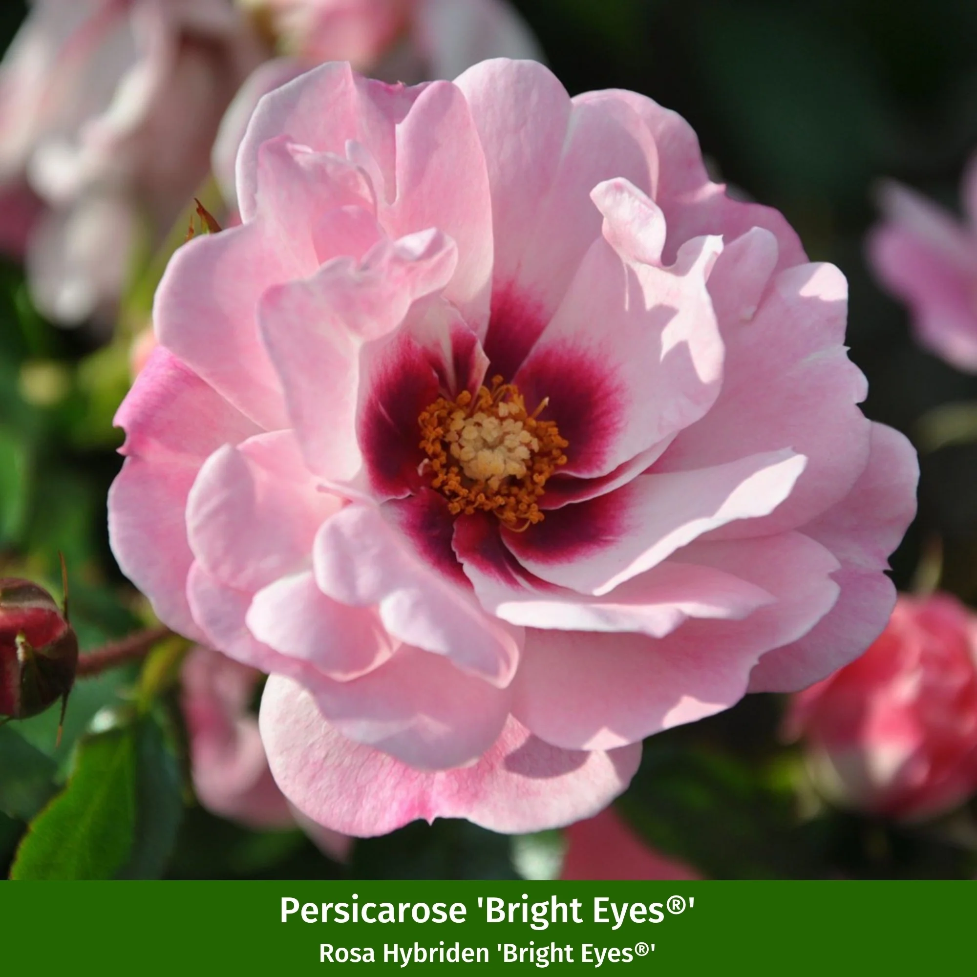 Rosenbeet "Sommerlicht" - Image 2