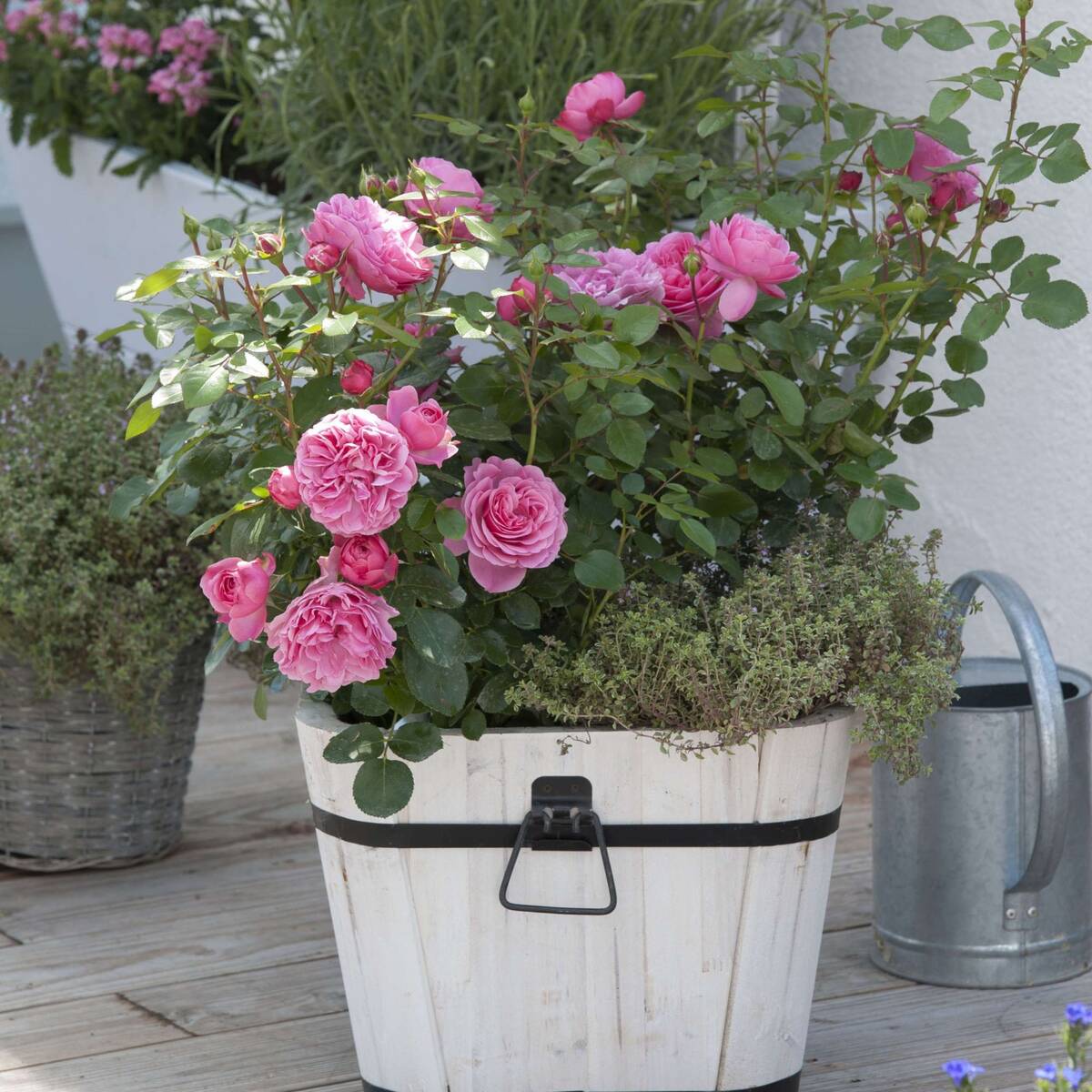 Rosenbeet "Traumhafte Blütenfülle"