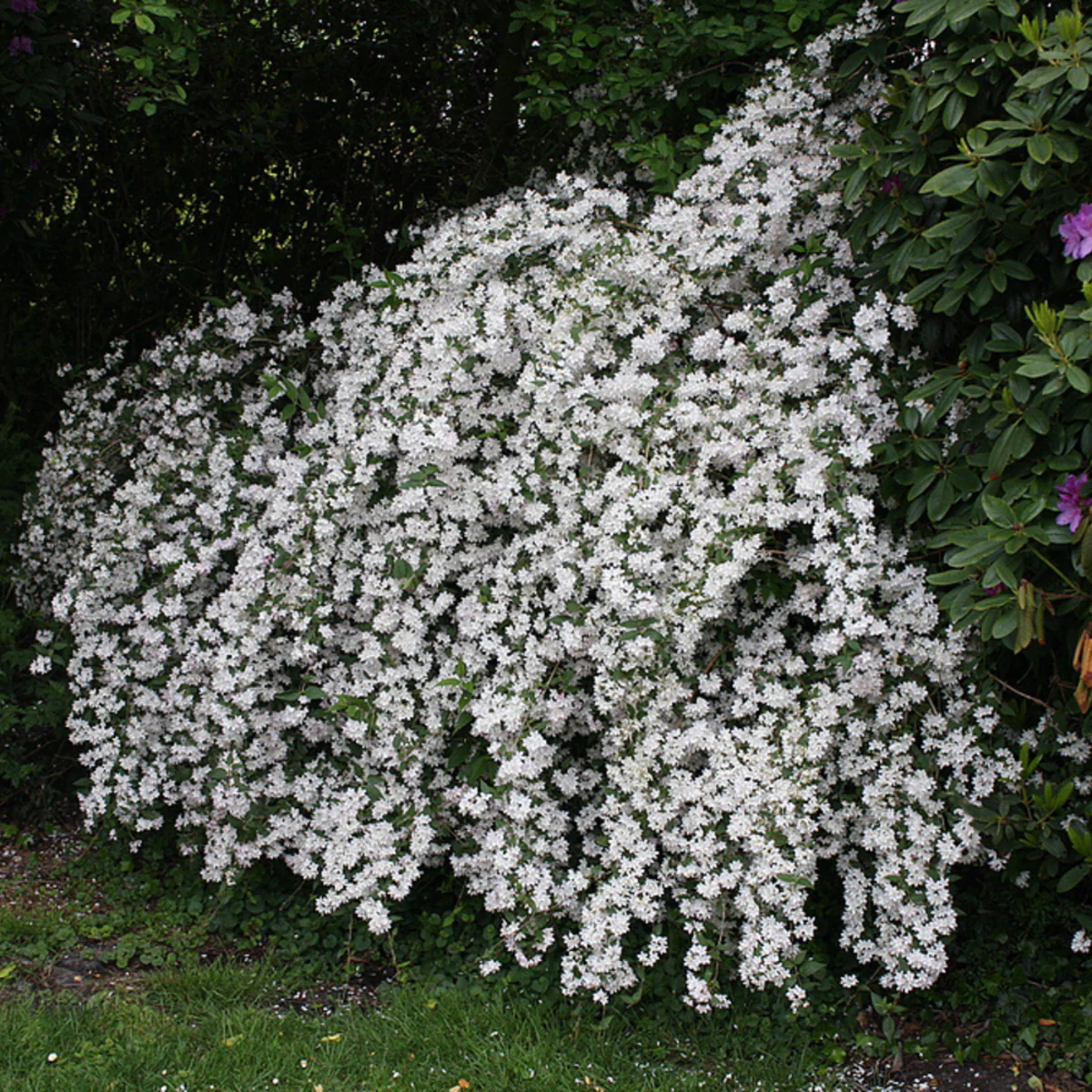 Rosendeutzie 'Mont Rose' - Image 3