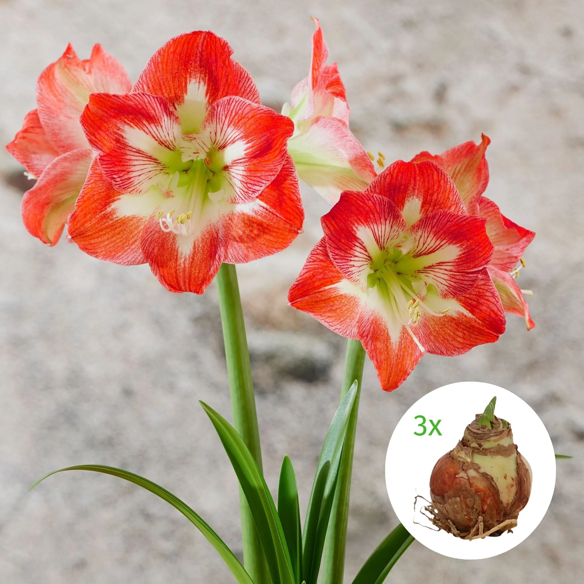 Rot-Weißer Amaryllis-Mix 'XXL', 3 Zwiebeln