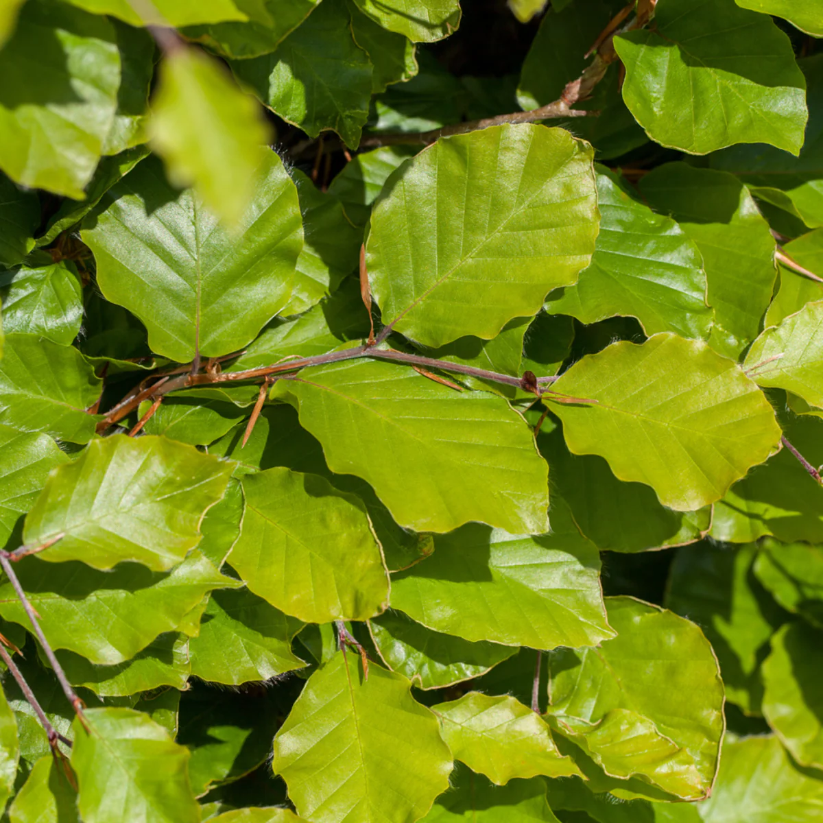 Rotbuche-Hecke - Image 4