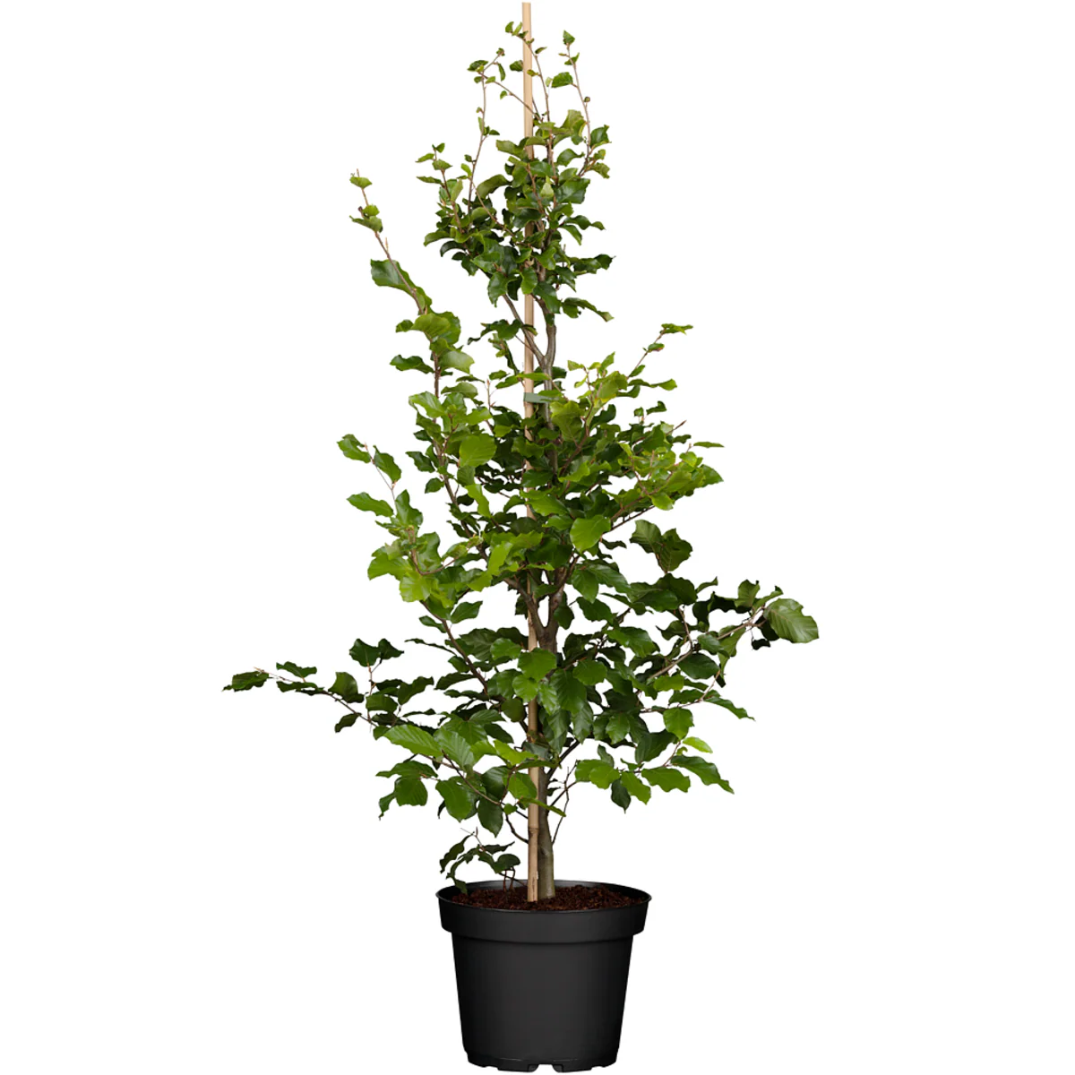Rotbuche-Hecke - Image 7