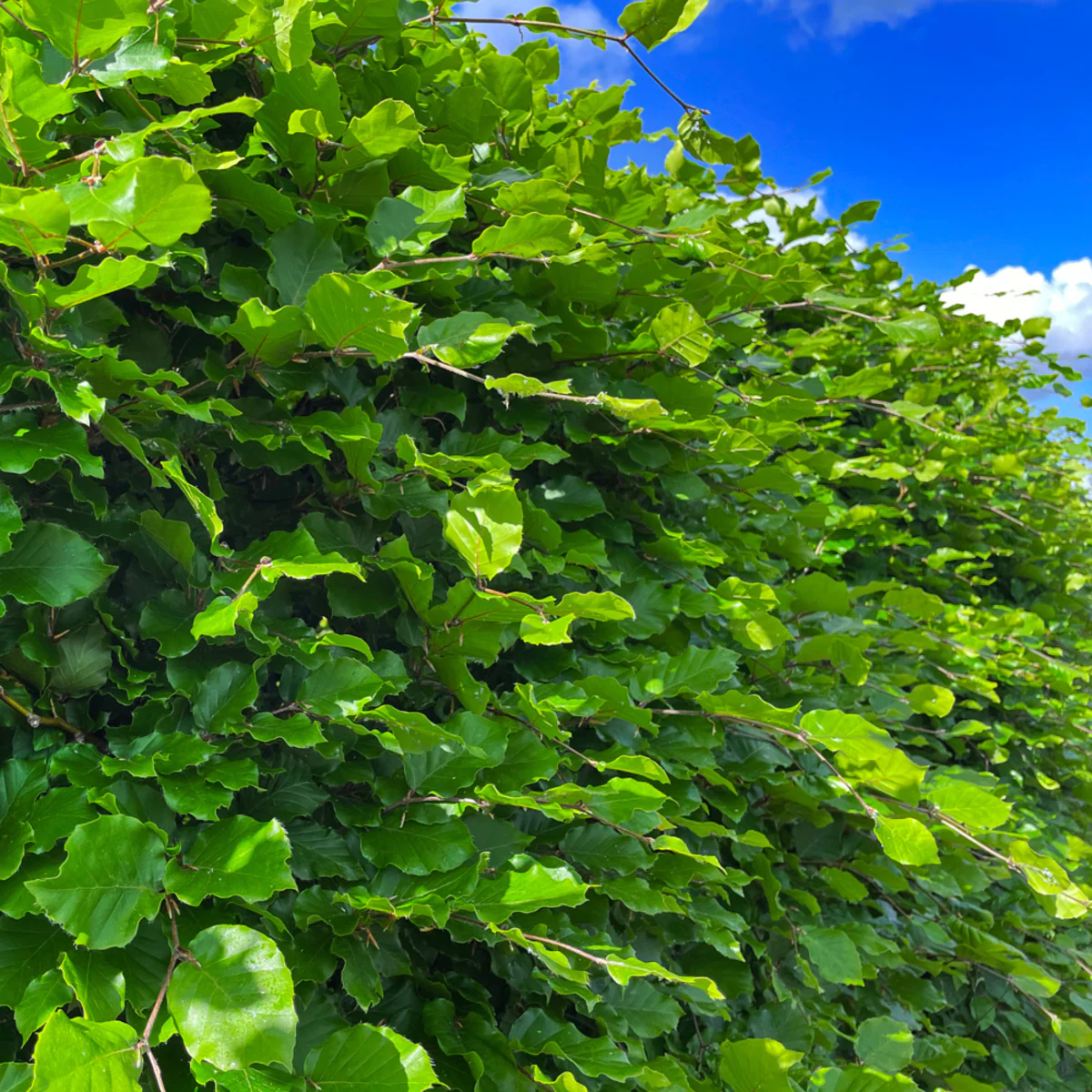 Rotbuche-Hecke - Image 9