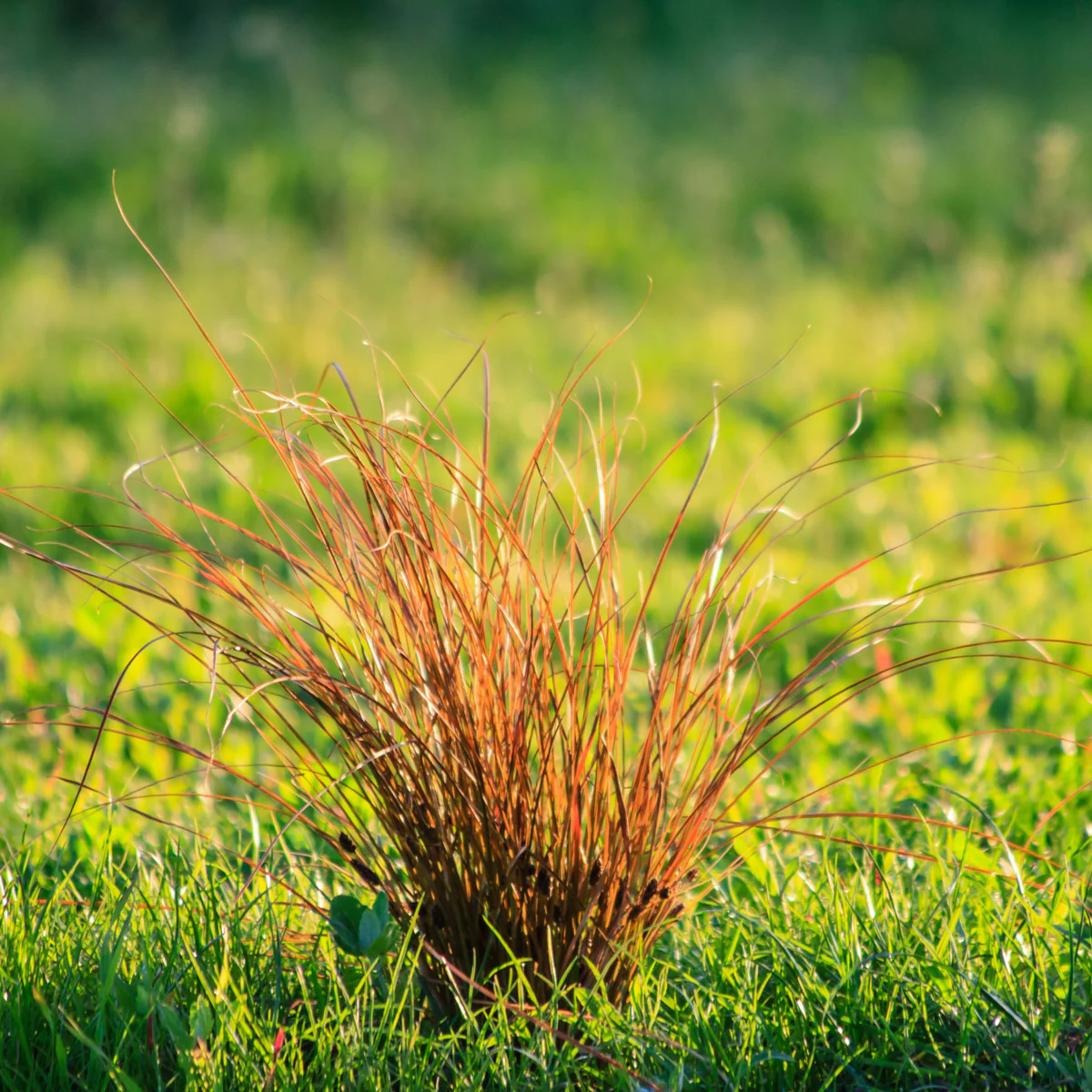 Rote Garten-Segge 'Prairie Fire'