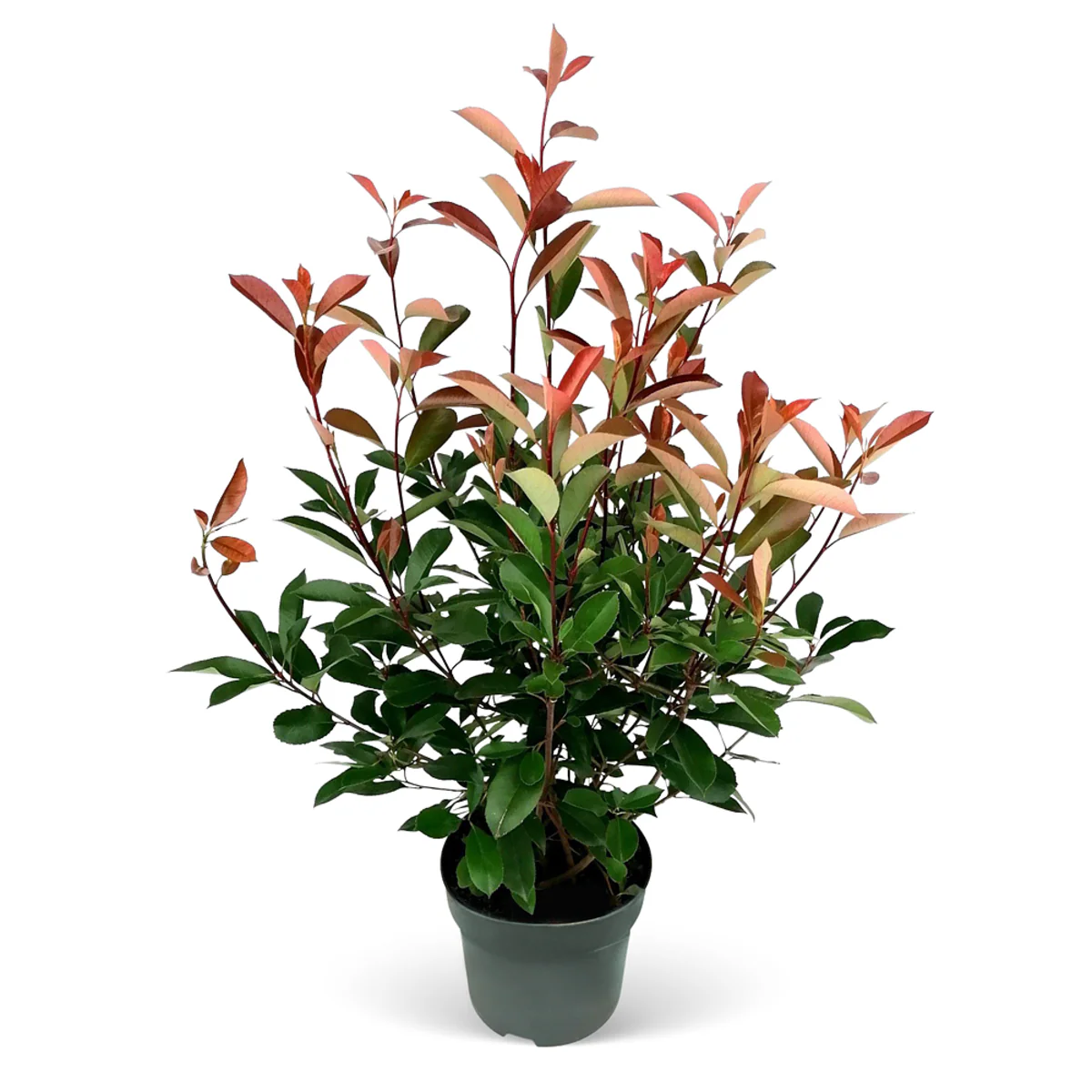 Rote Glanzmispel-Hecke 'Red Robin' - Image 2