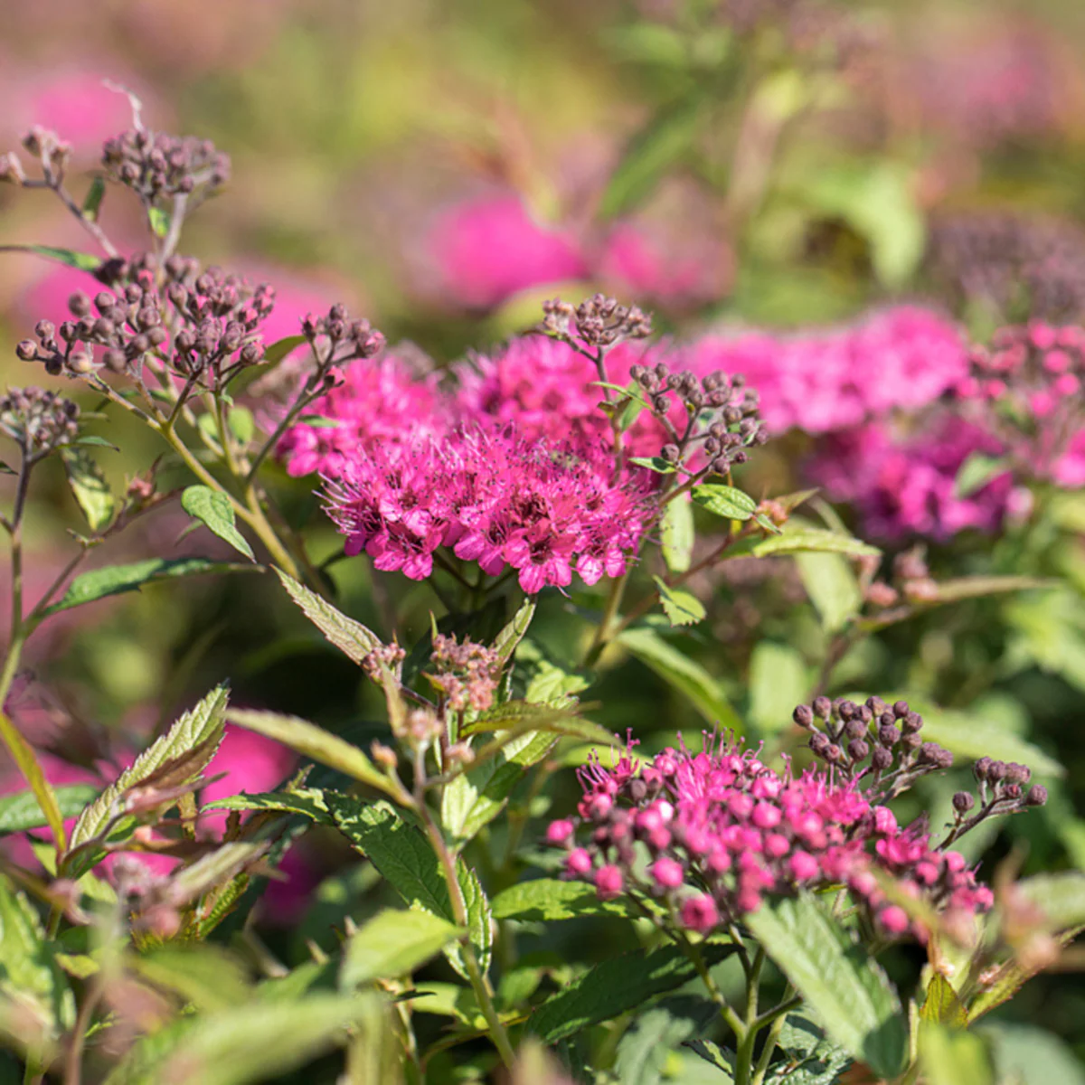 Rote Sommerspiere 'Anthony Waterer', 12 Pflanzen