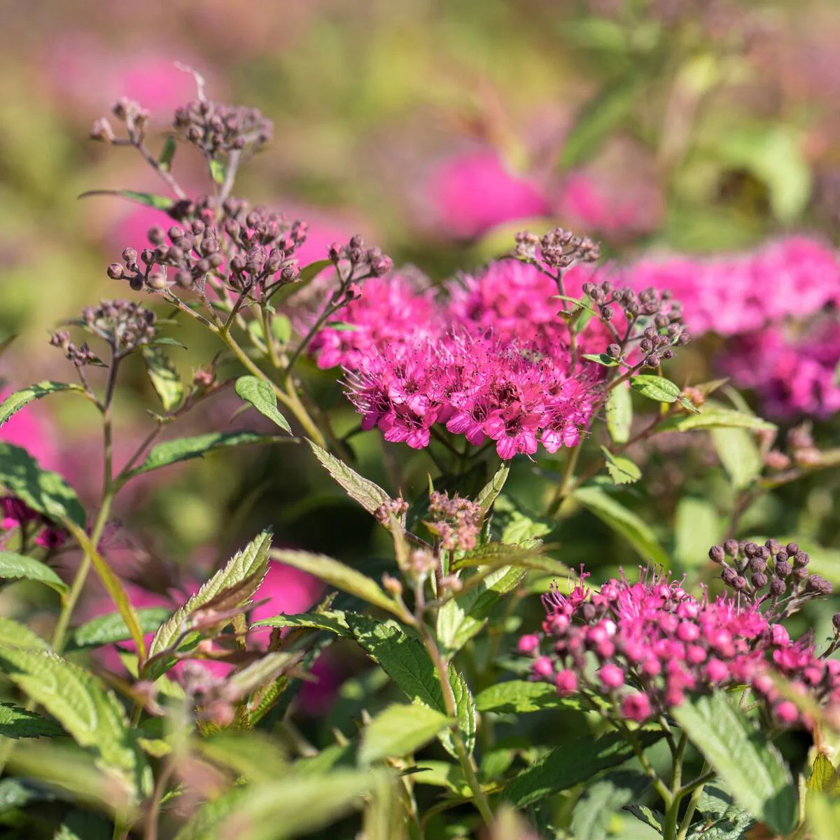 Rote Sommerspiere 'Anthony Waterer'