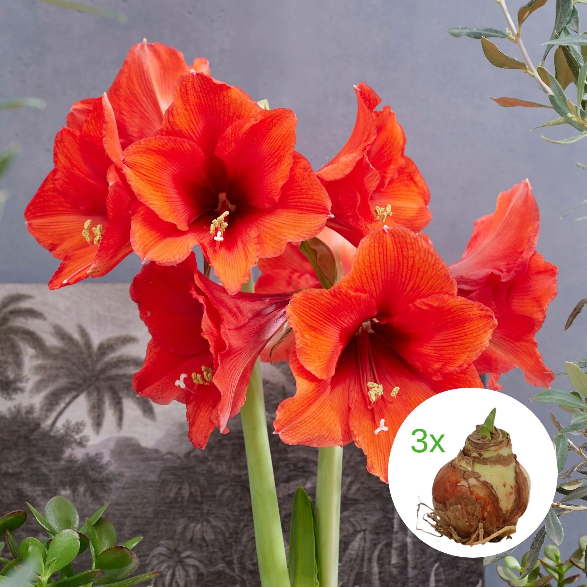 Roter Amaryllis-Mix 'XXL', 3 Zwiebeln