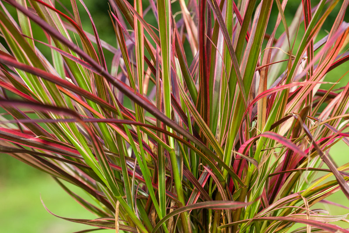 Rotes Lampenputzergras 'Fireworks' 3 Pflanzen - Image 3