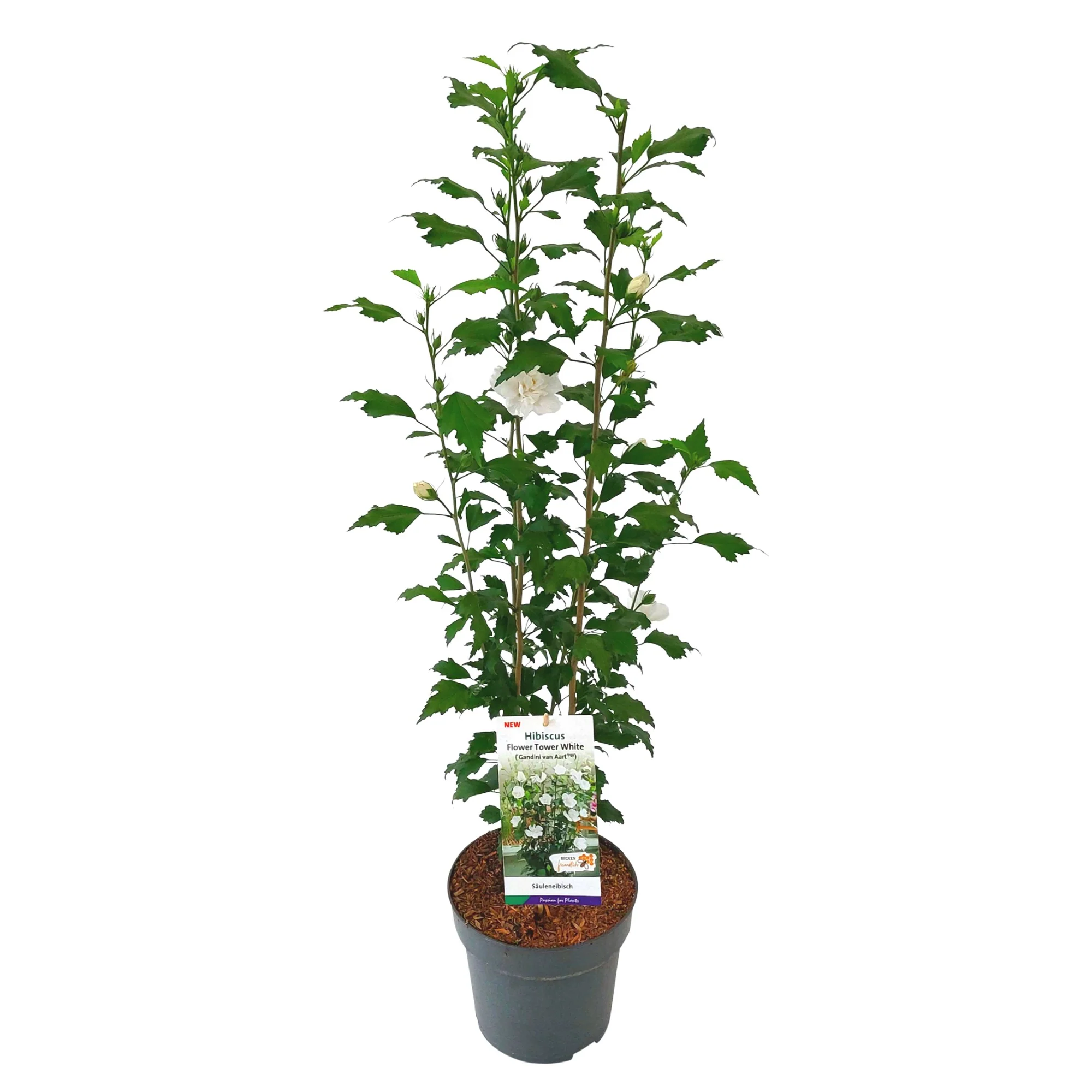 Säulen-Hibiskus 'Flower Tower®' - Image 10