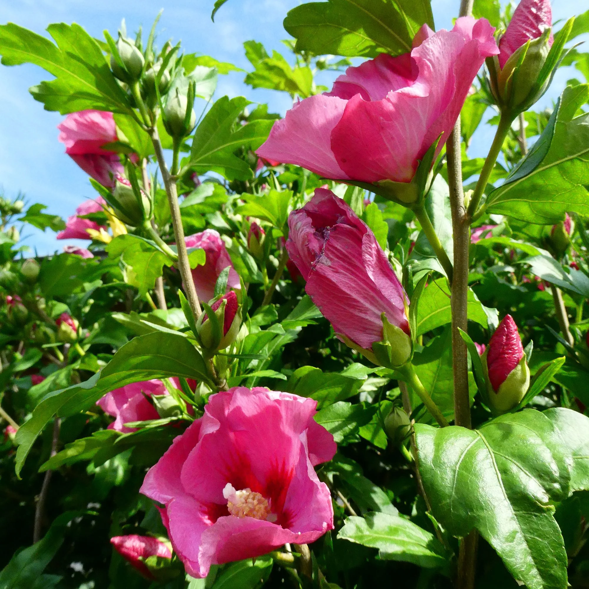 Säulen-Hibiskus 'Flower Tower®' - Image 2