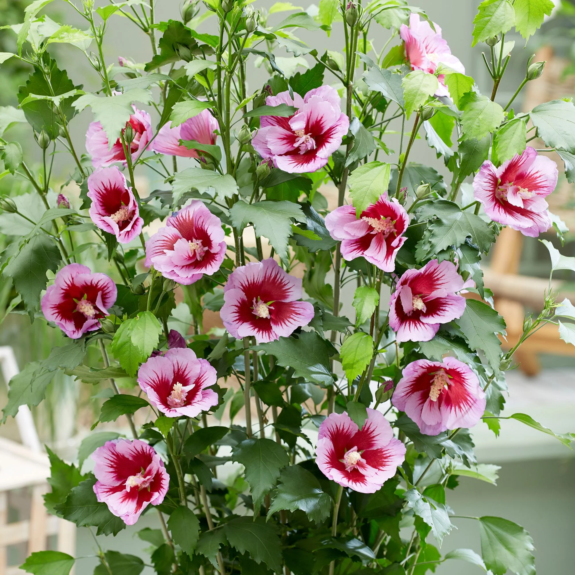 Säulen-Hibiskus 'Flower Tower®' - Image 3