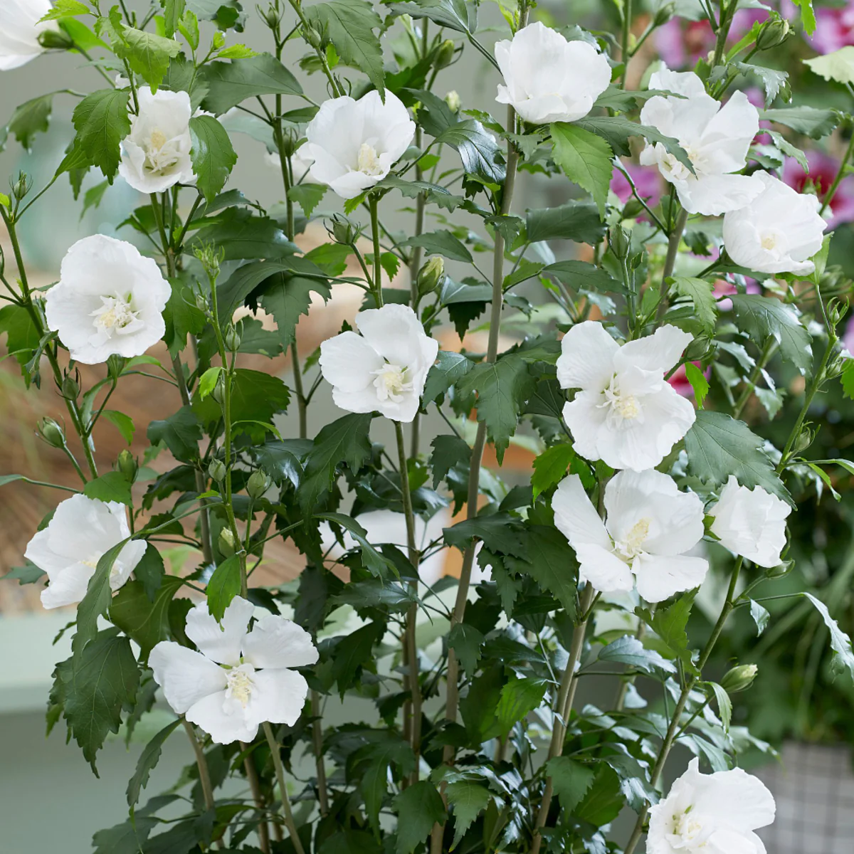 Säulen-Hibiskus 'Flower Tower®' - Image 4