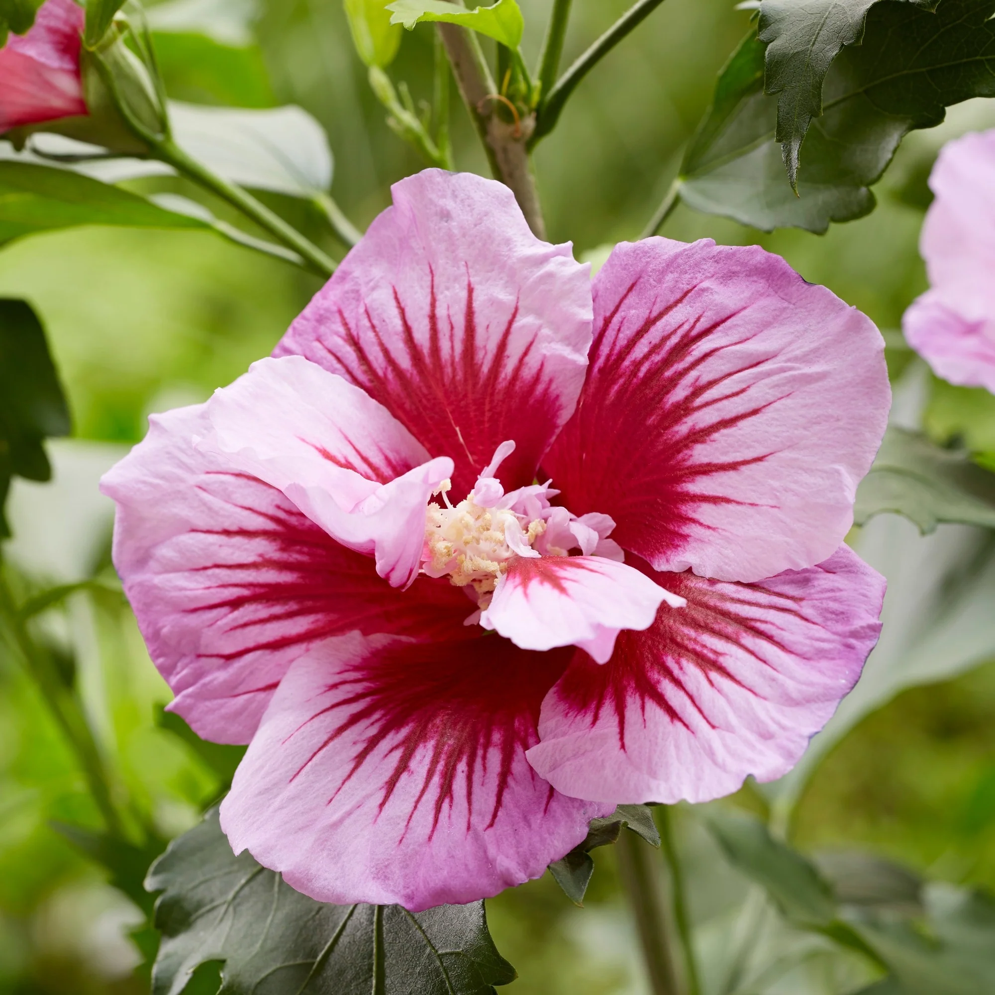 Säulen-Hibiskus 'Flower Tower®' - Image 5