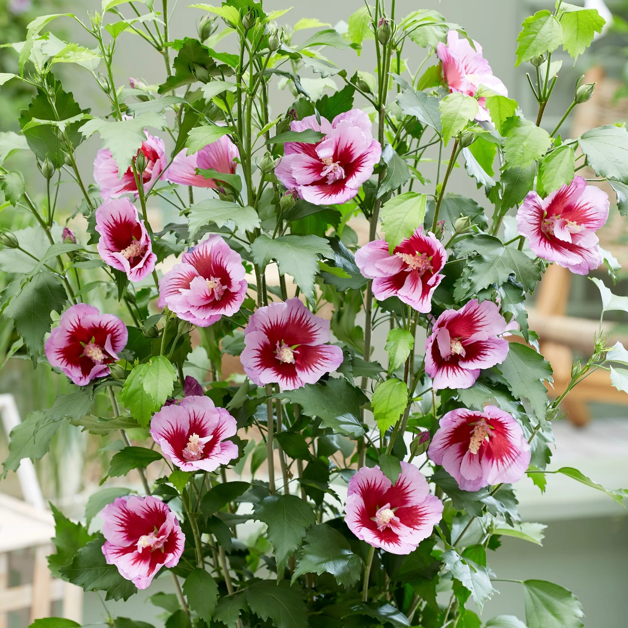 Säulen-Hibiskus 'Flower Tower®' - Image 7