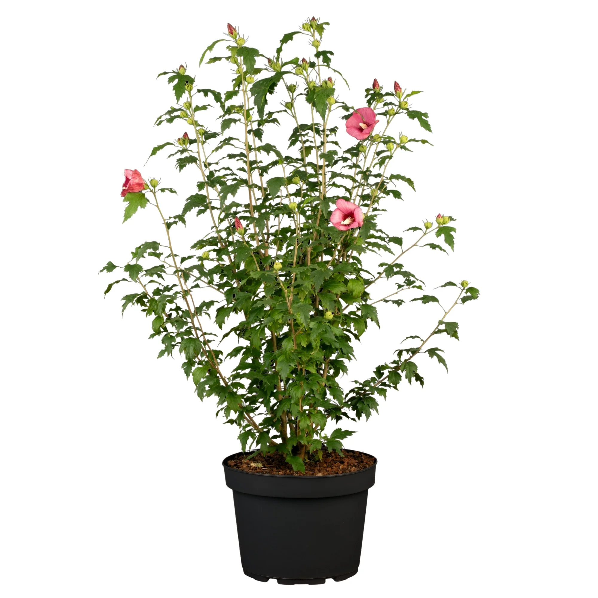 Säulen-Hibiskus 'Flower Tower®' - Image 9