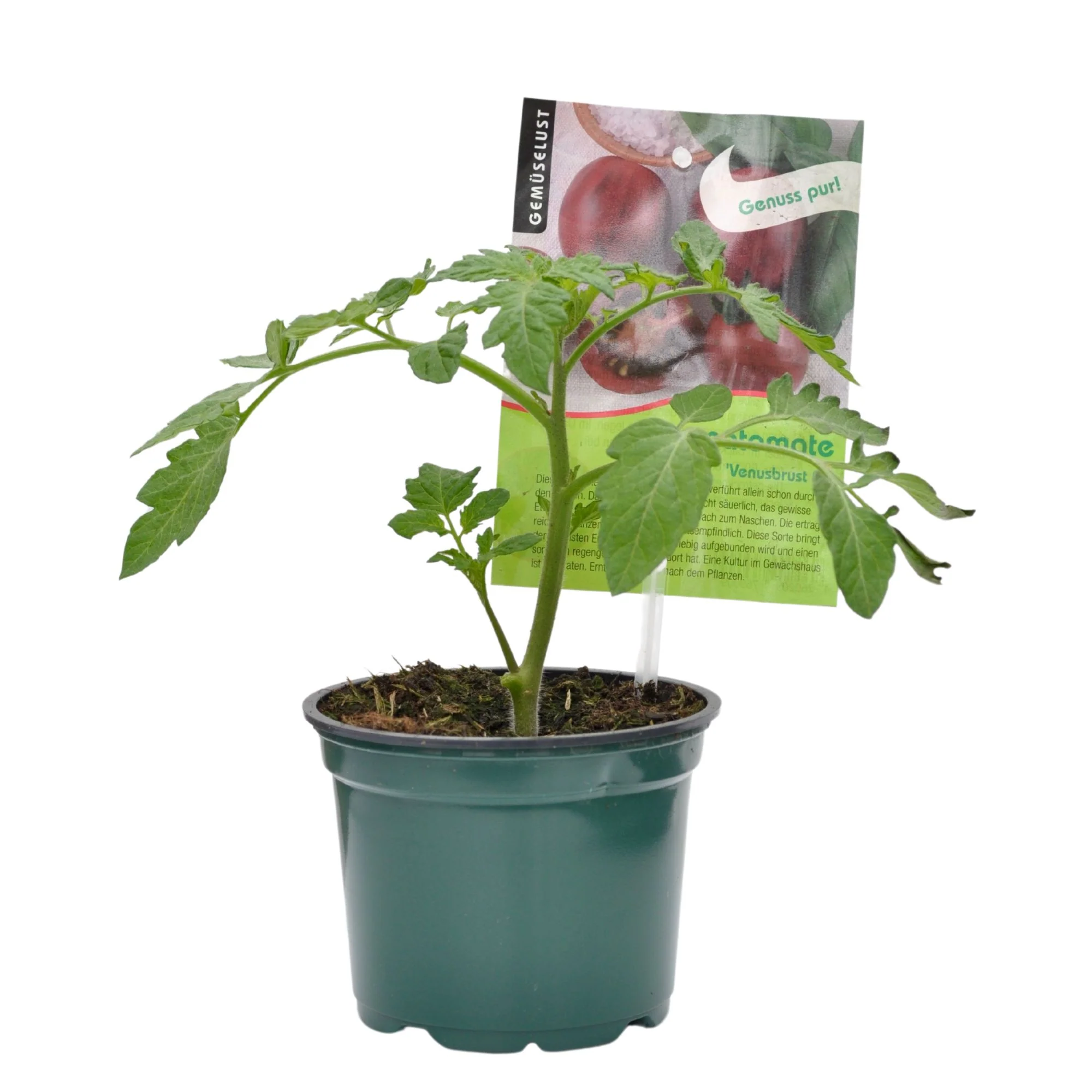 Tomate 'Venusbrust' - Image 2