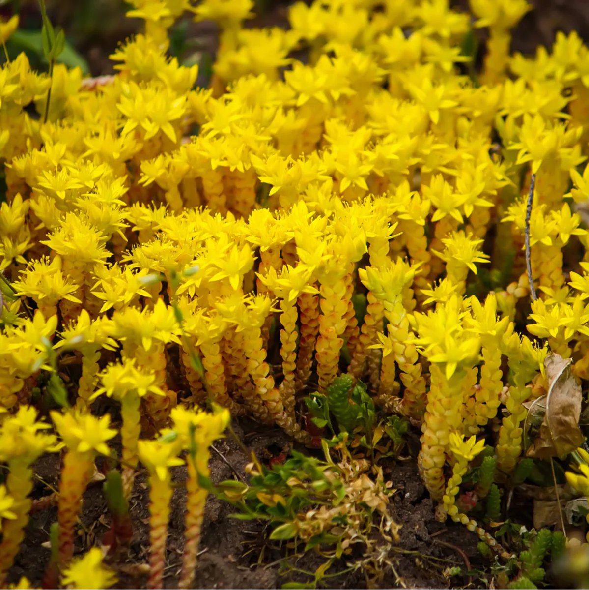 Scharfer Mauerpfeffer - Image 3