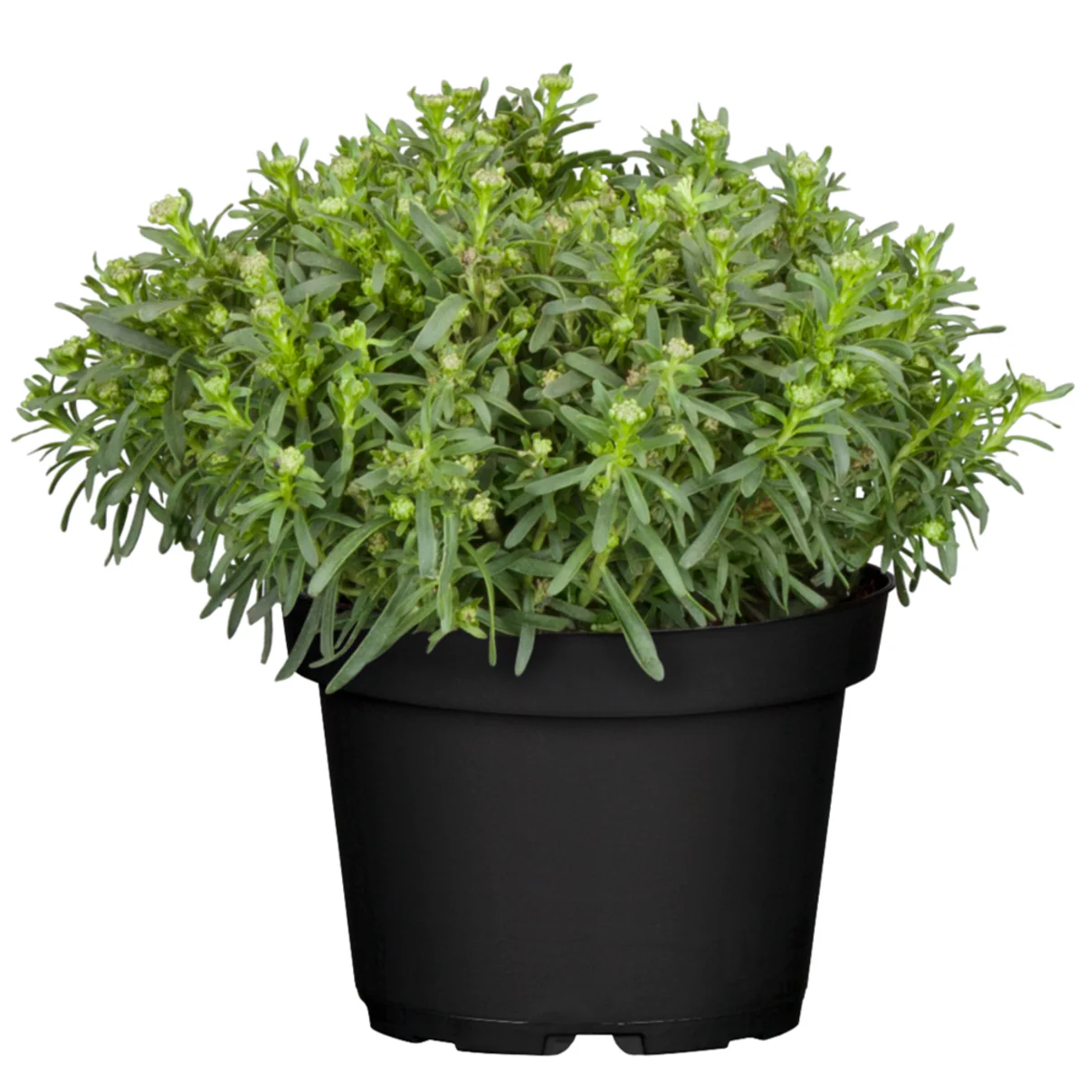 Vorschaubild 2