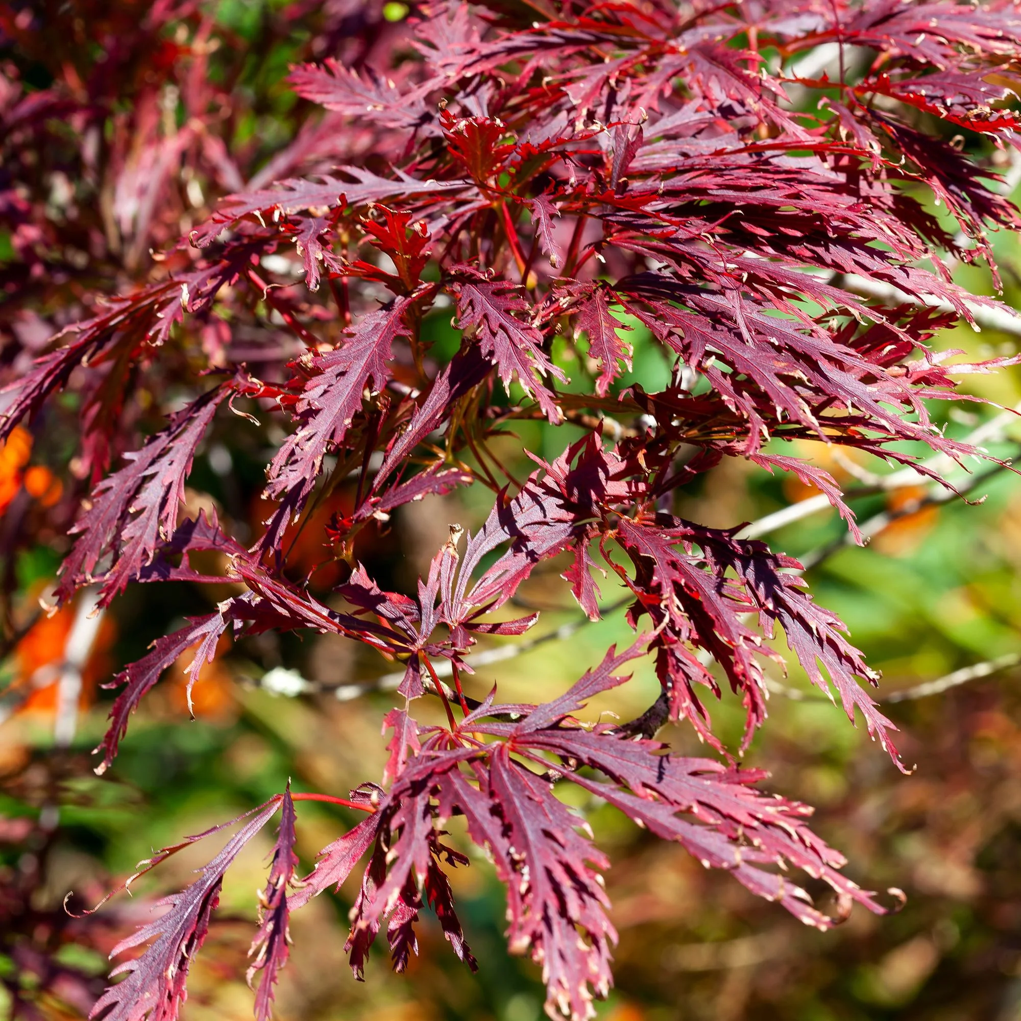 Schlitzahorn 'Dissectum Garnet' - Image 2