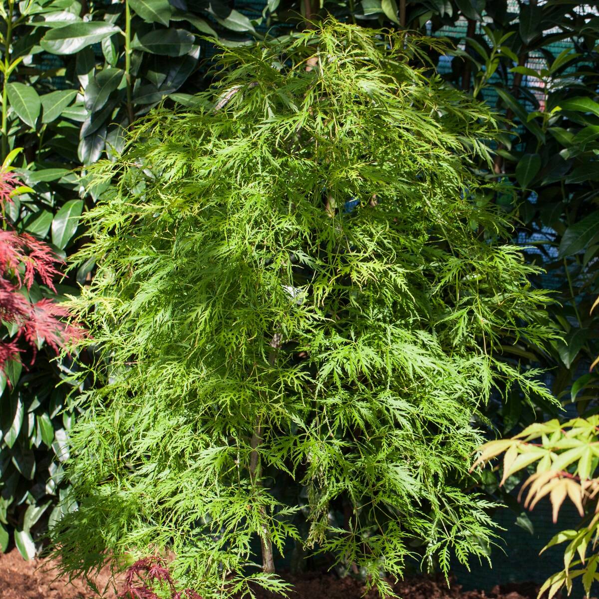 Schlitzahorn 'Dissectum Viridis'