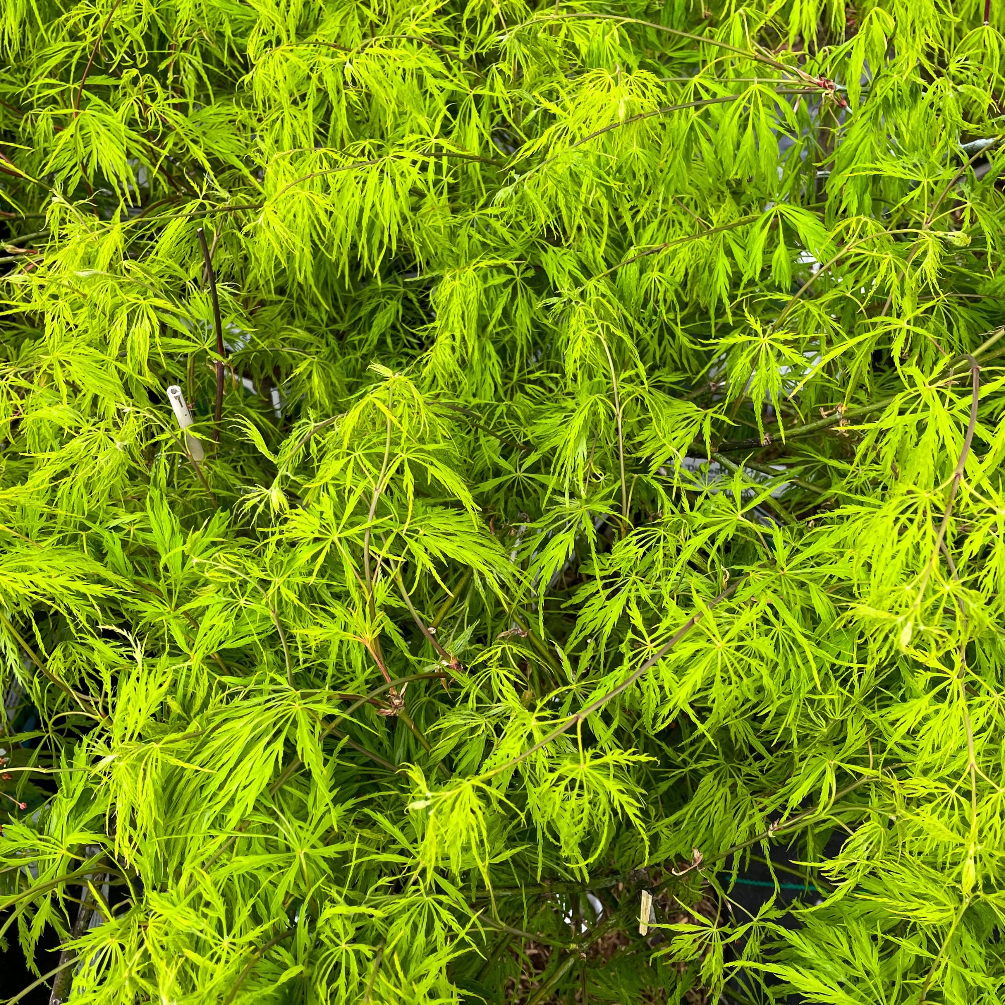 Schlitzahorn 'Dissectum Viridis' - Image 2